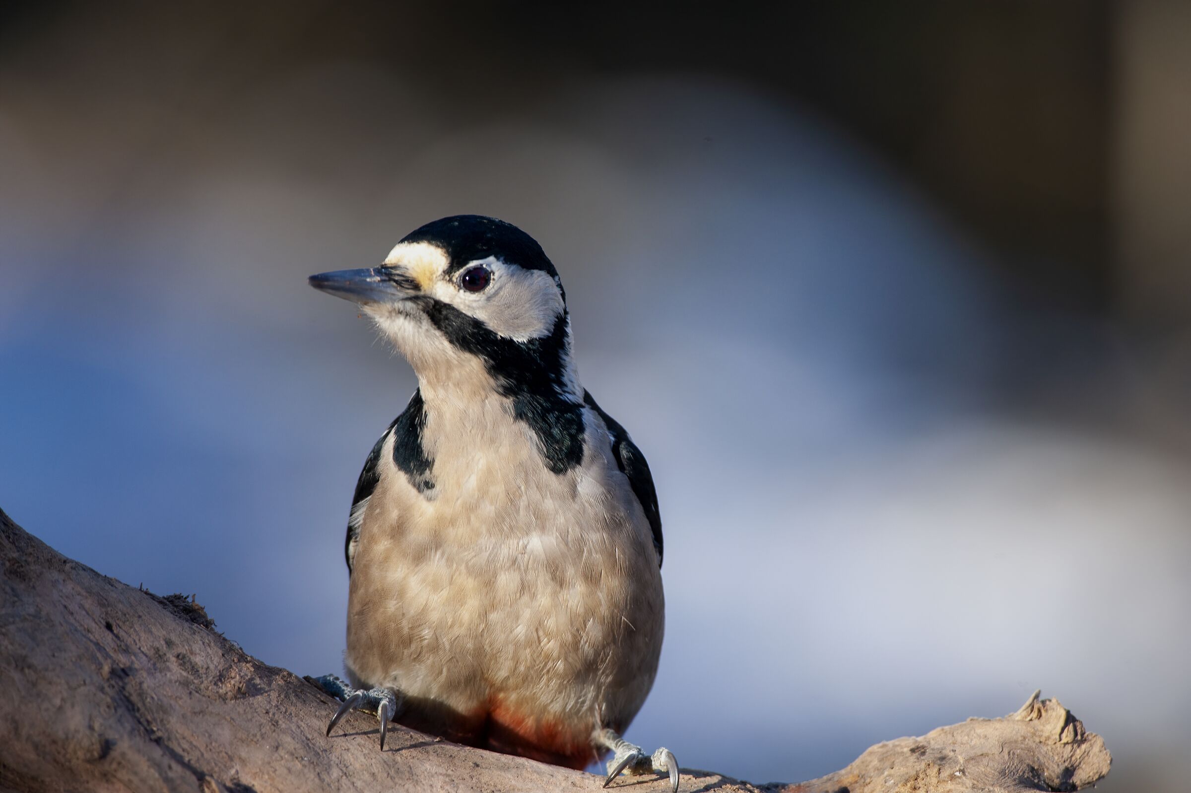 Red woodpecker