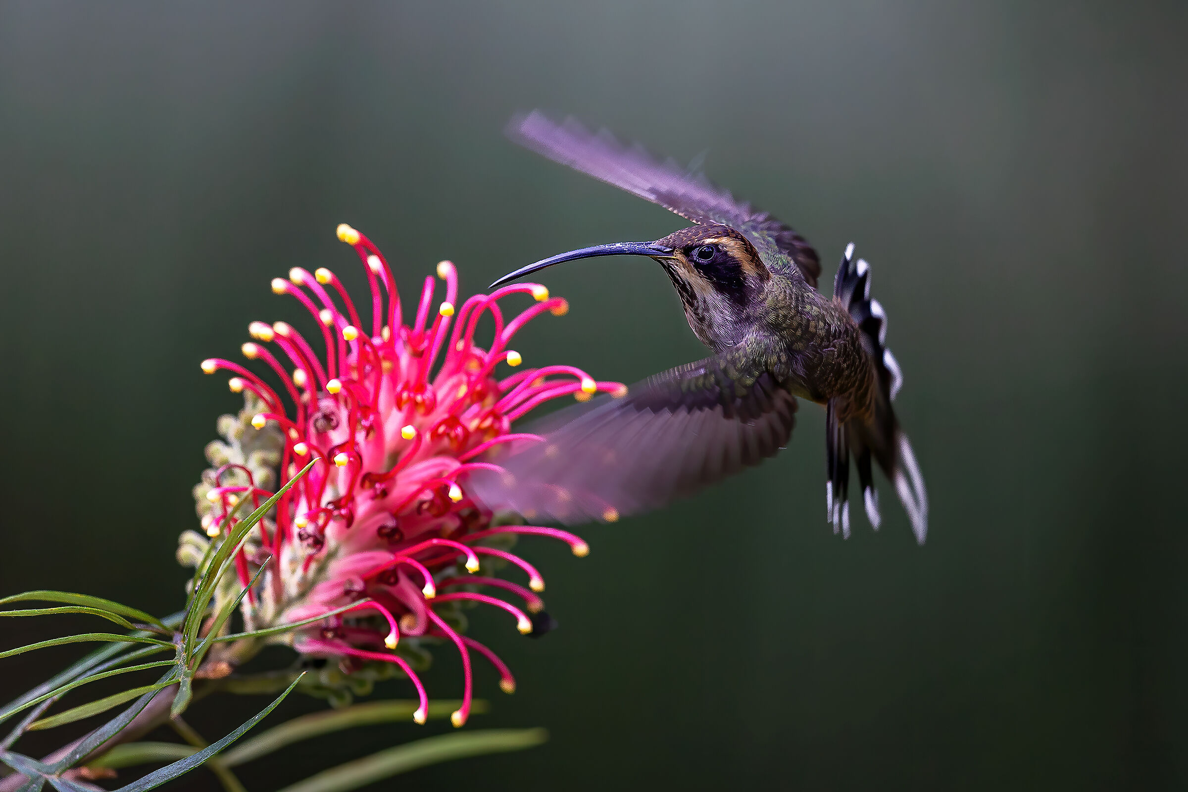 Eremita golasquamata 2 (Phaethornis eurynome)