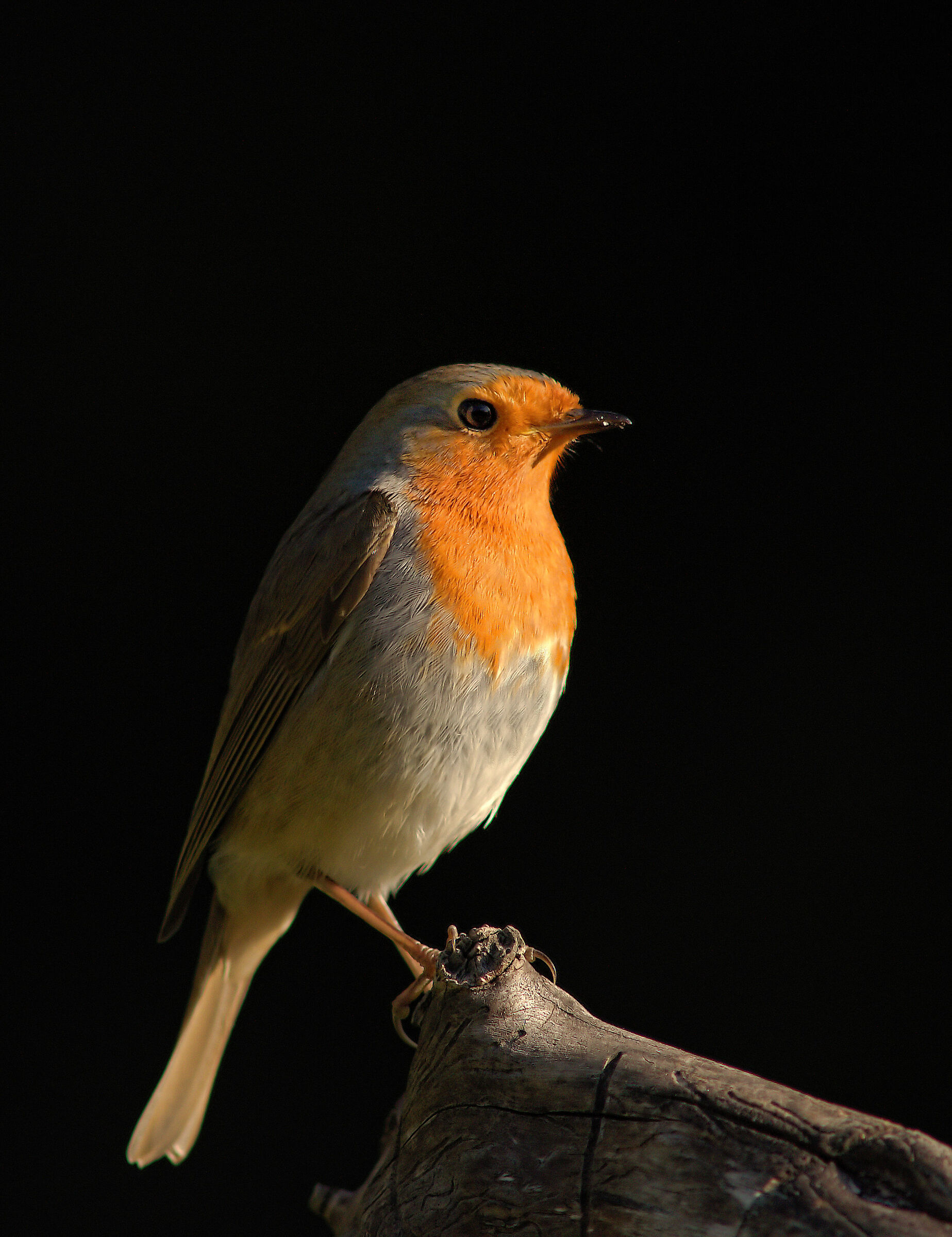 Robin