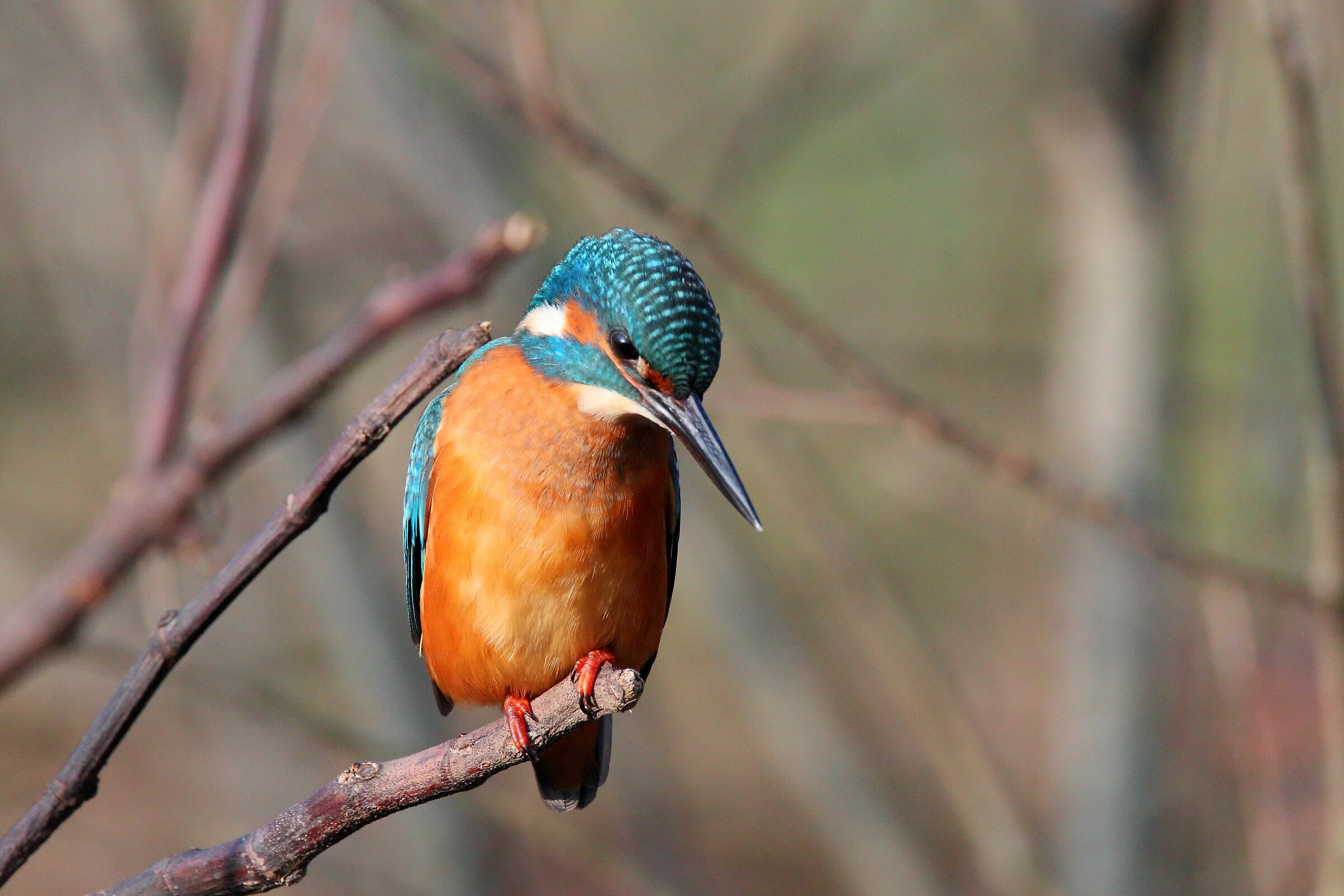 Martin pescatore ( M )