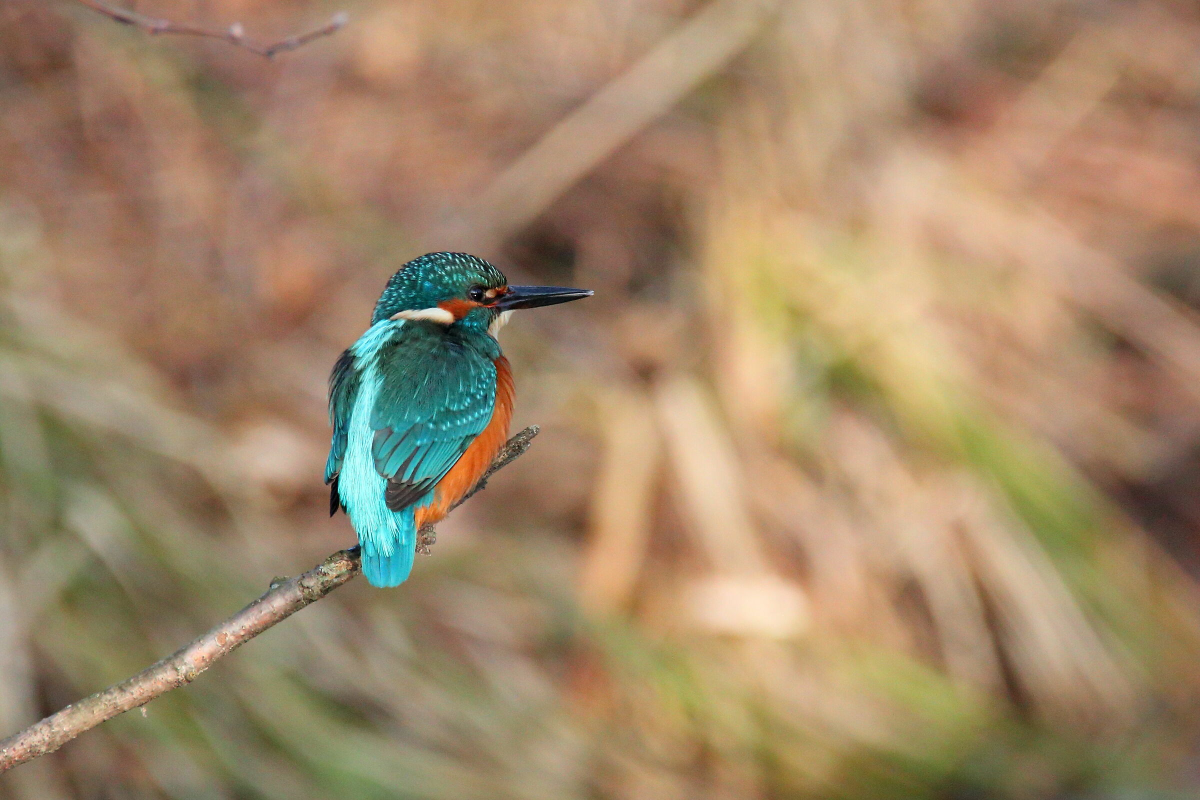 Martin pescatore ( M )