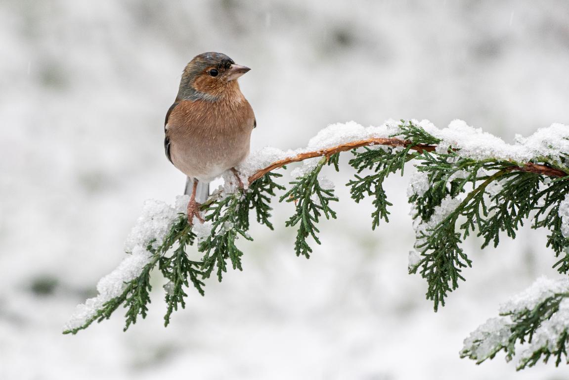 Chaffinch