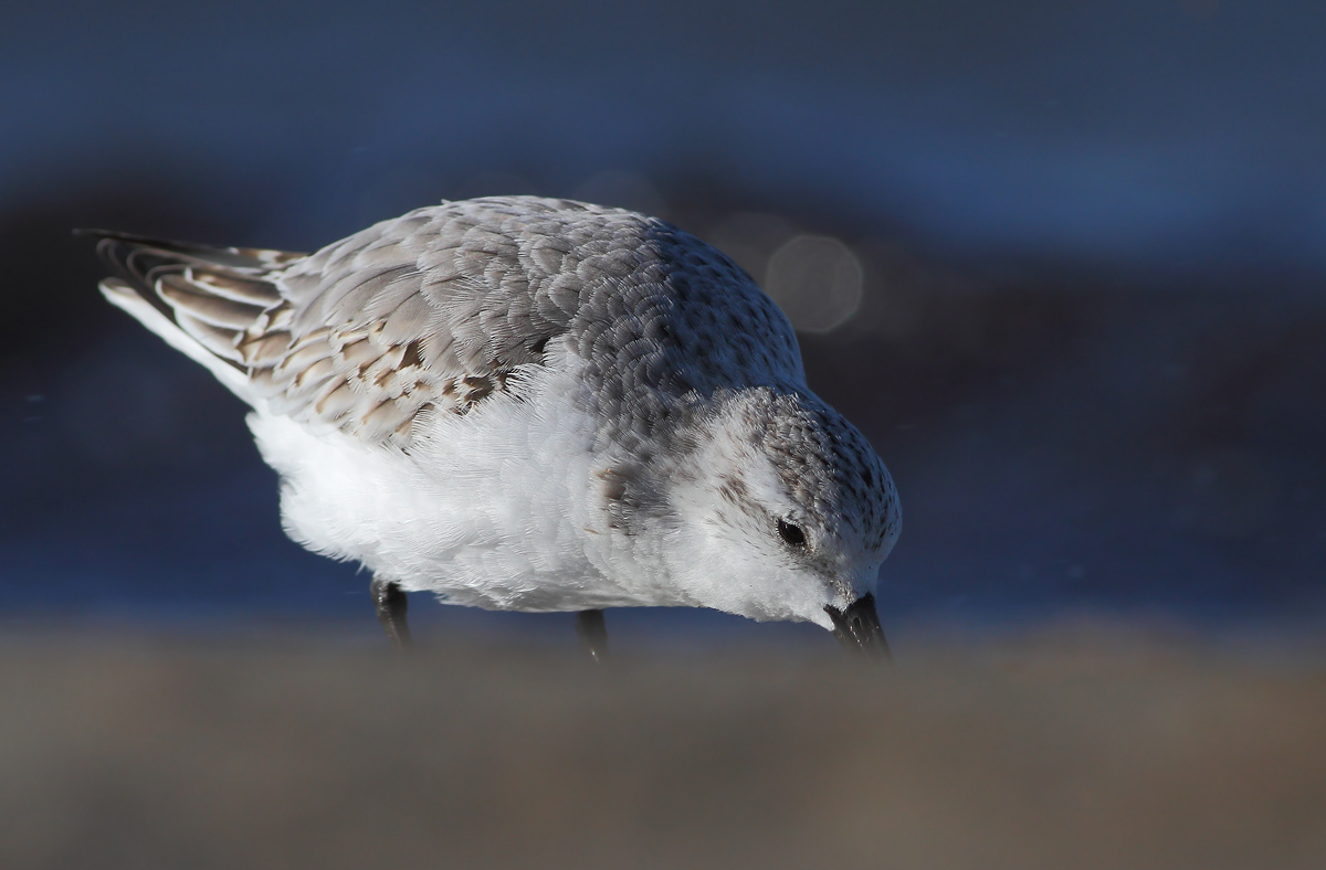 Rainpiello tridactylo