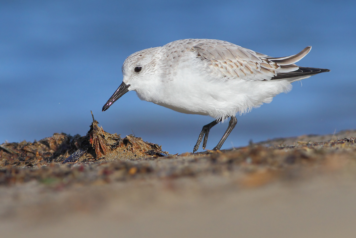 Piovanello tridattilo