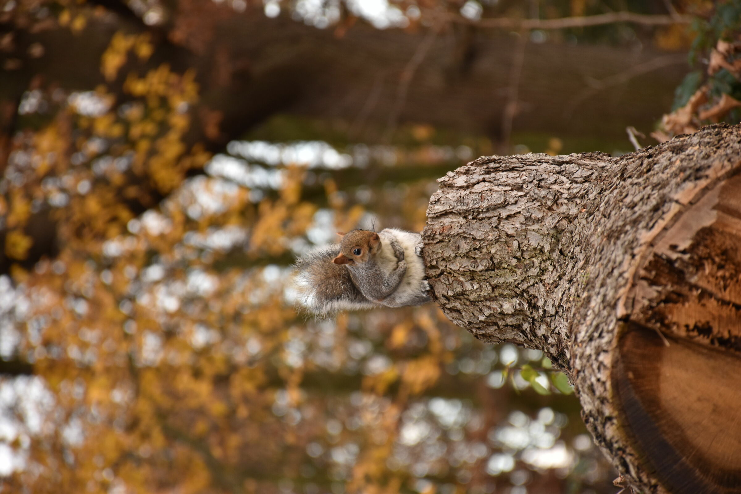 Scoiattolo amichevole
