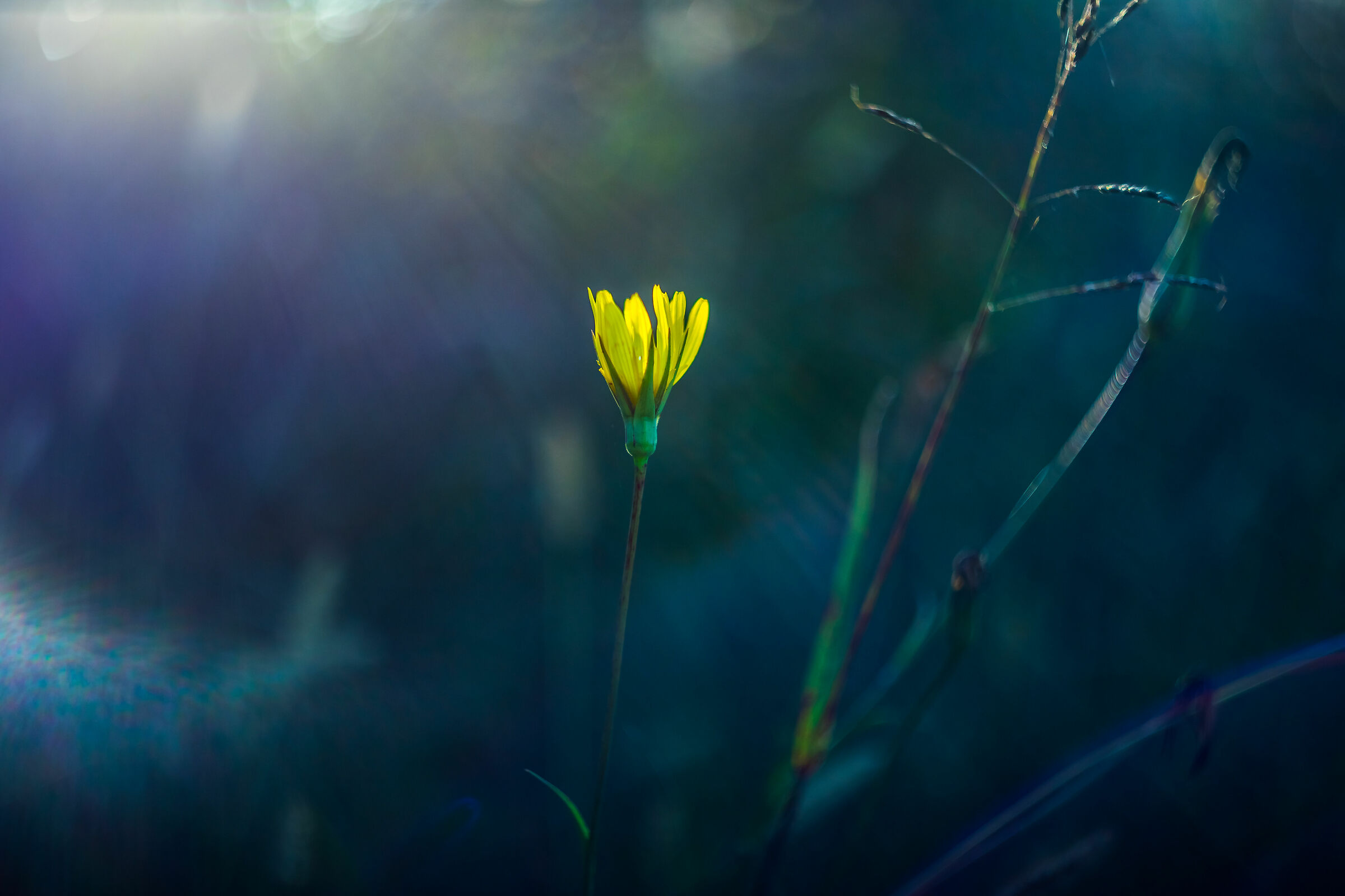 Shot done with : helios 58mm