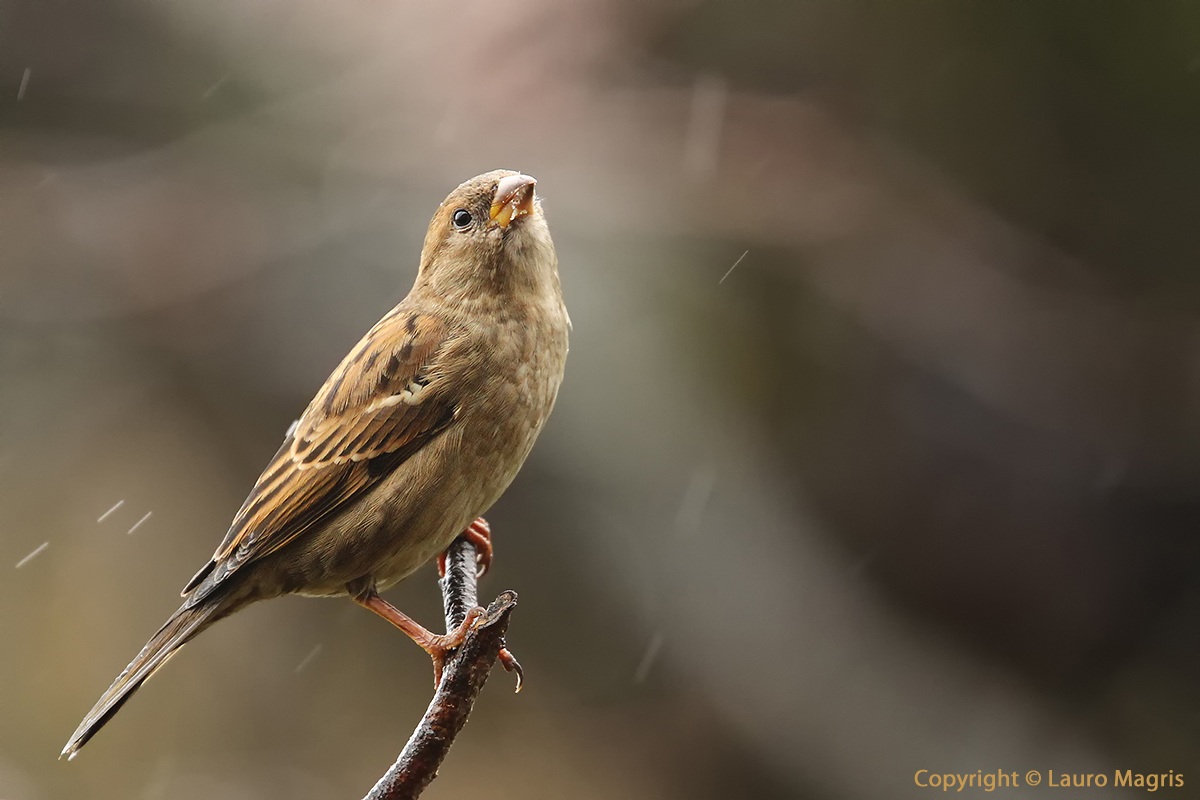 Sparrow sottola rain