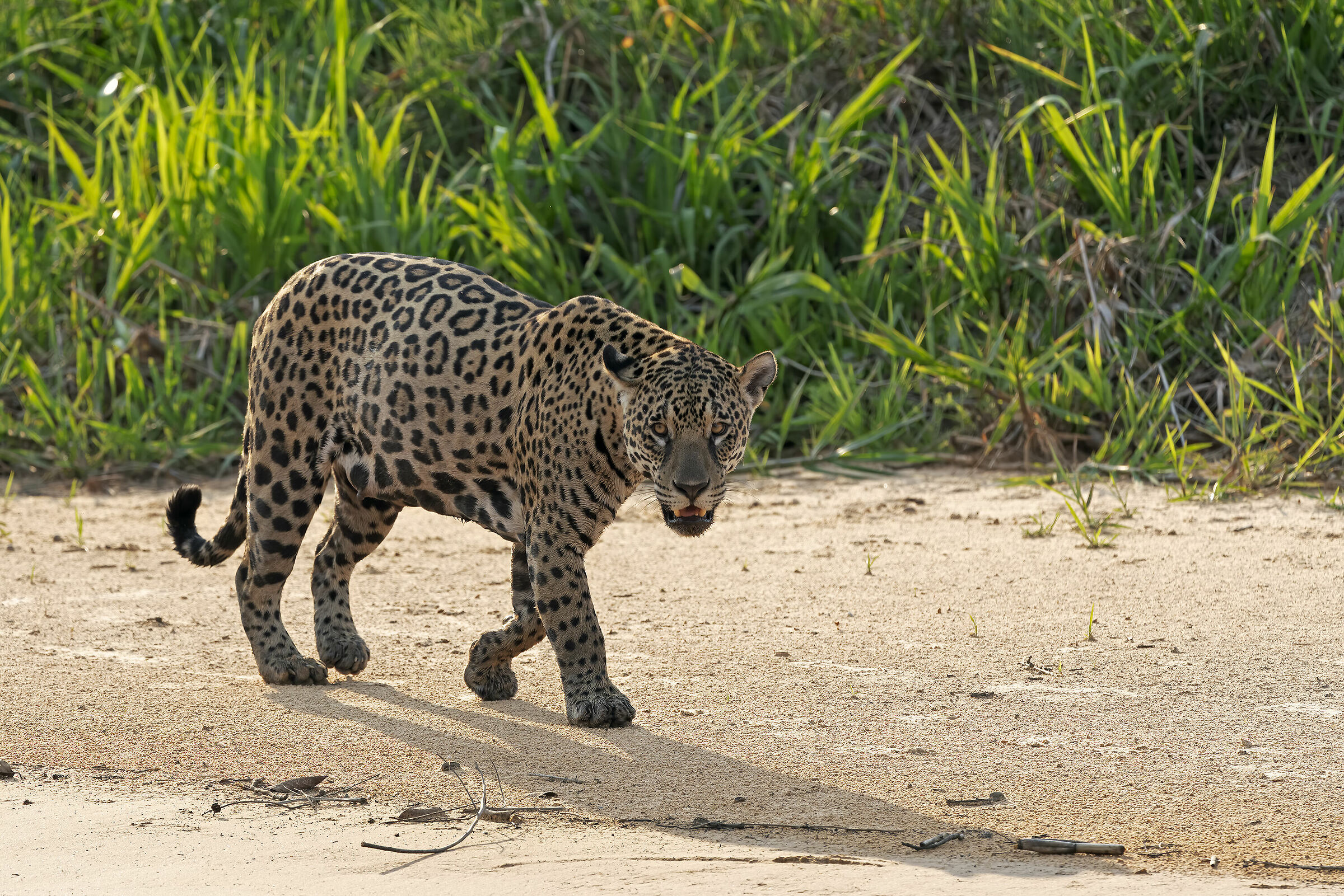 A Rainha do Pantanal