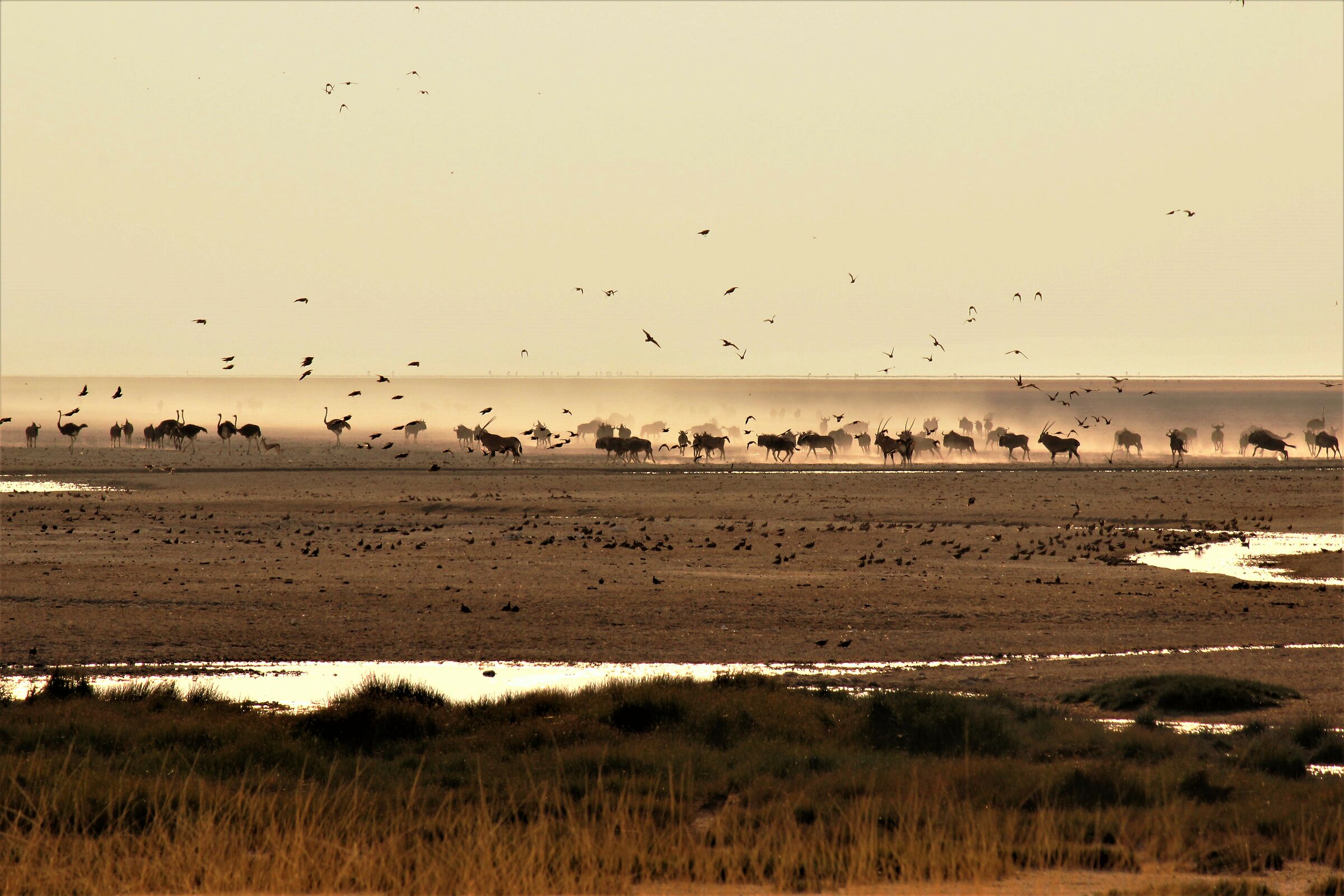 La danza della vita e della luce