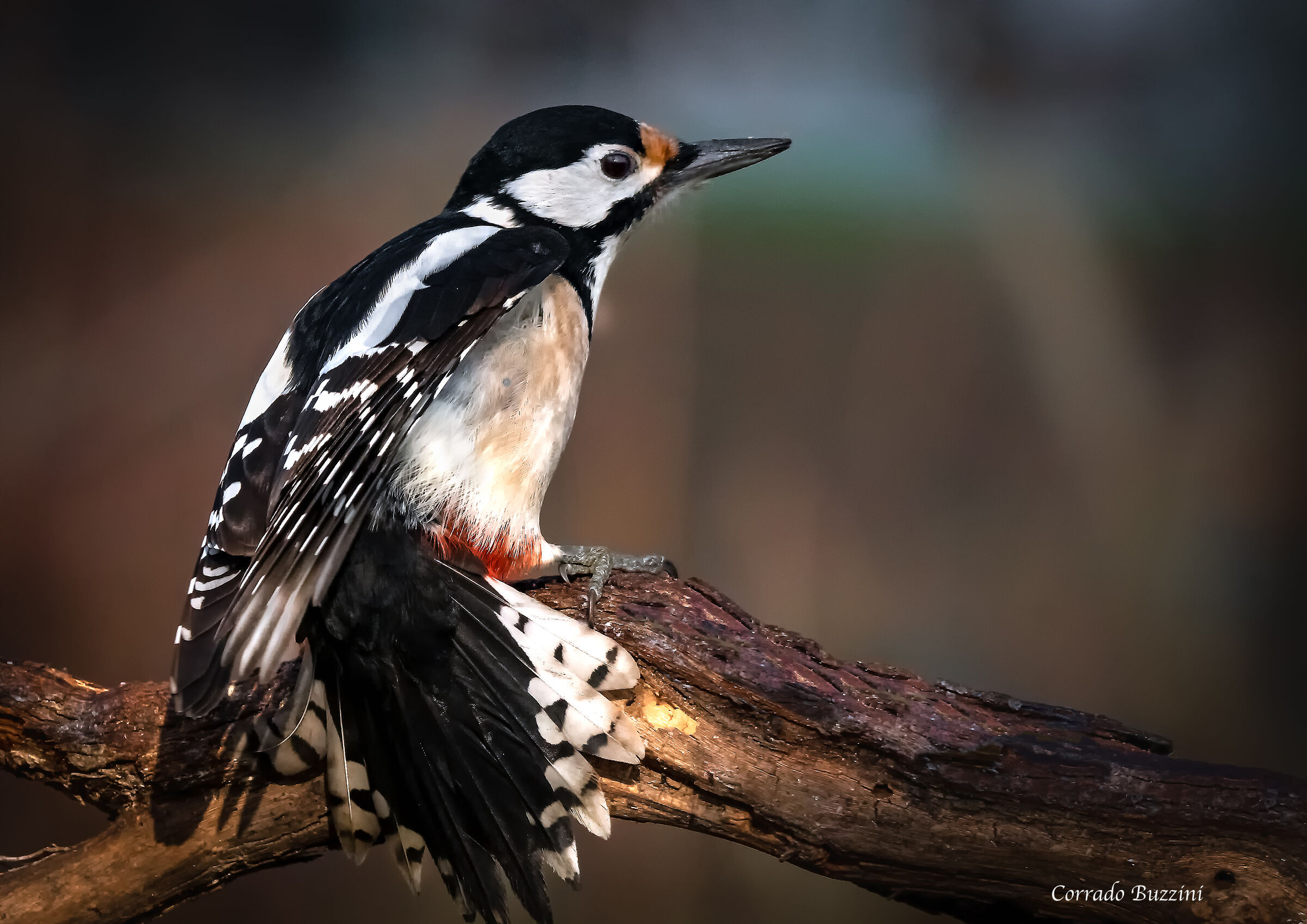 #capannodicora red woodpecker
