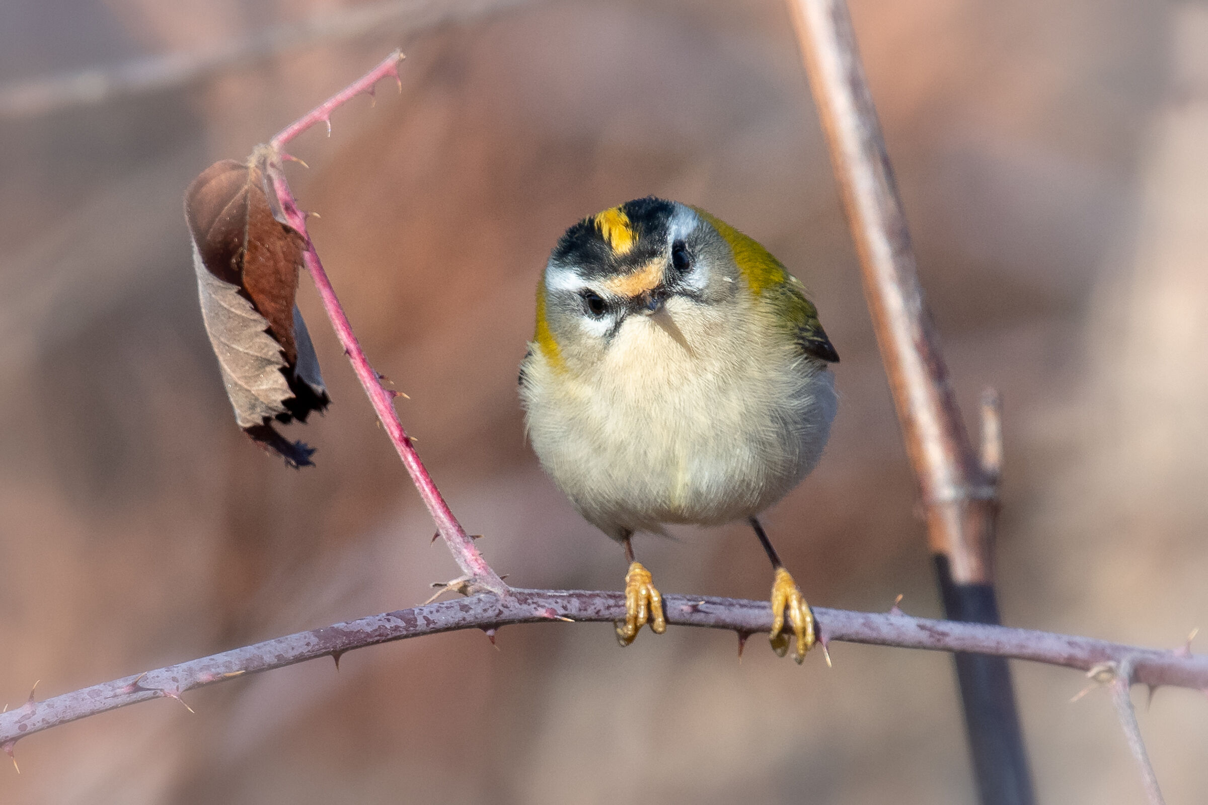 Happy New Year from the locarno flower