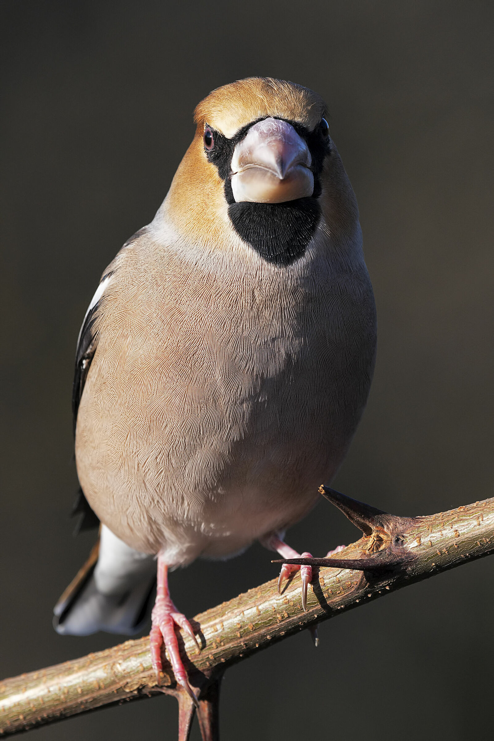 Frosone maschio (Coccothraustes coccothraustes)