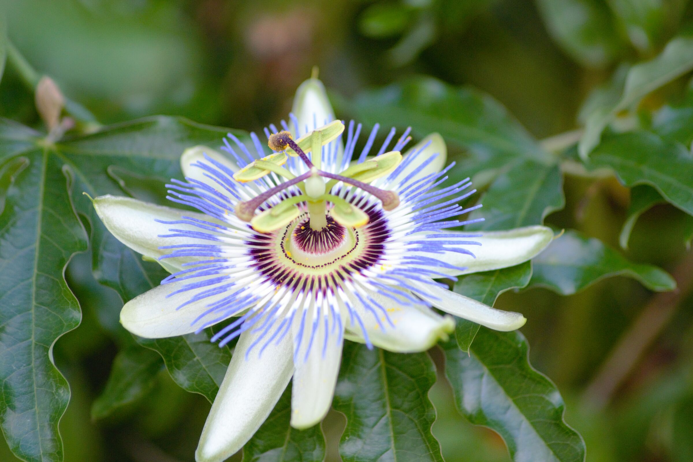 Passiflora Granadilla
