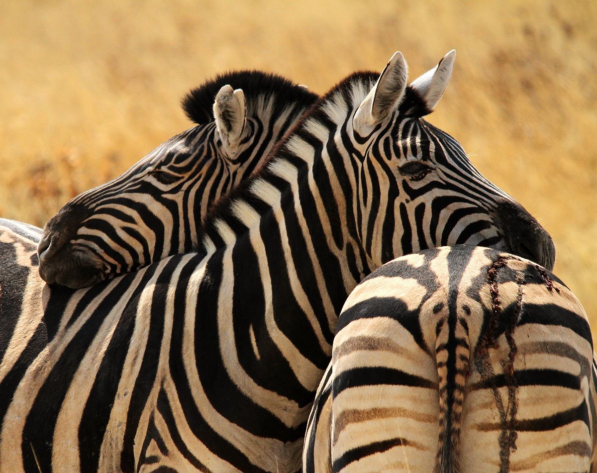 Zebras Namibian