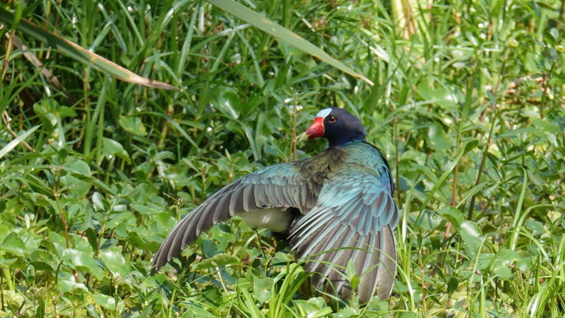 La solita gallinella