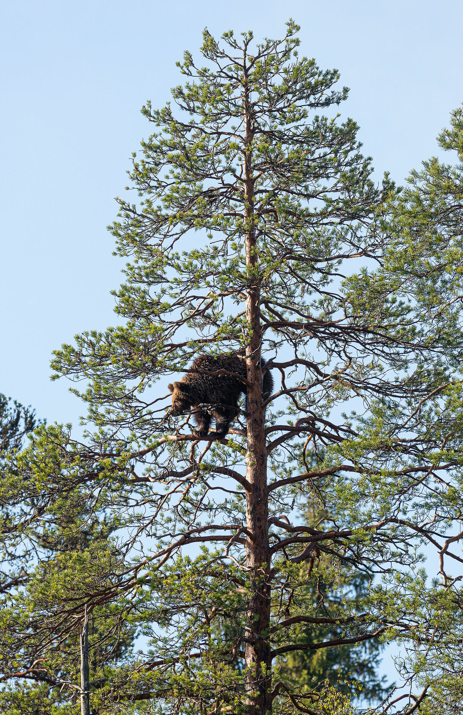 Orso scalatore