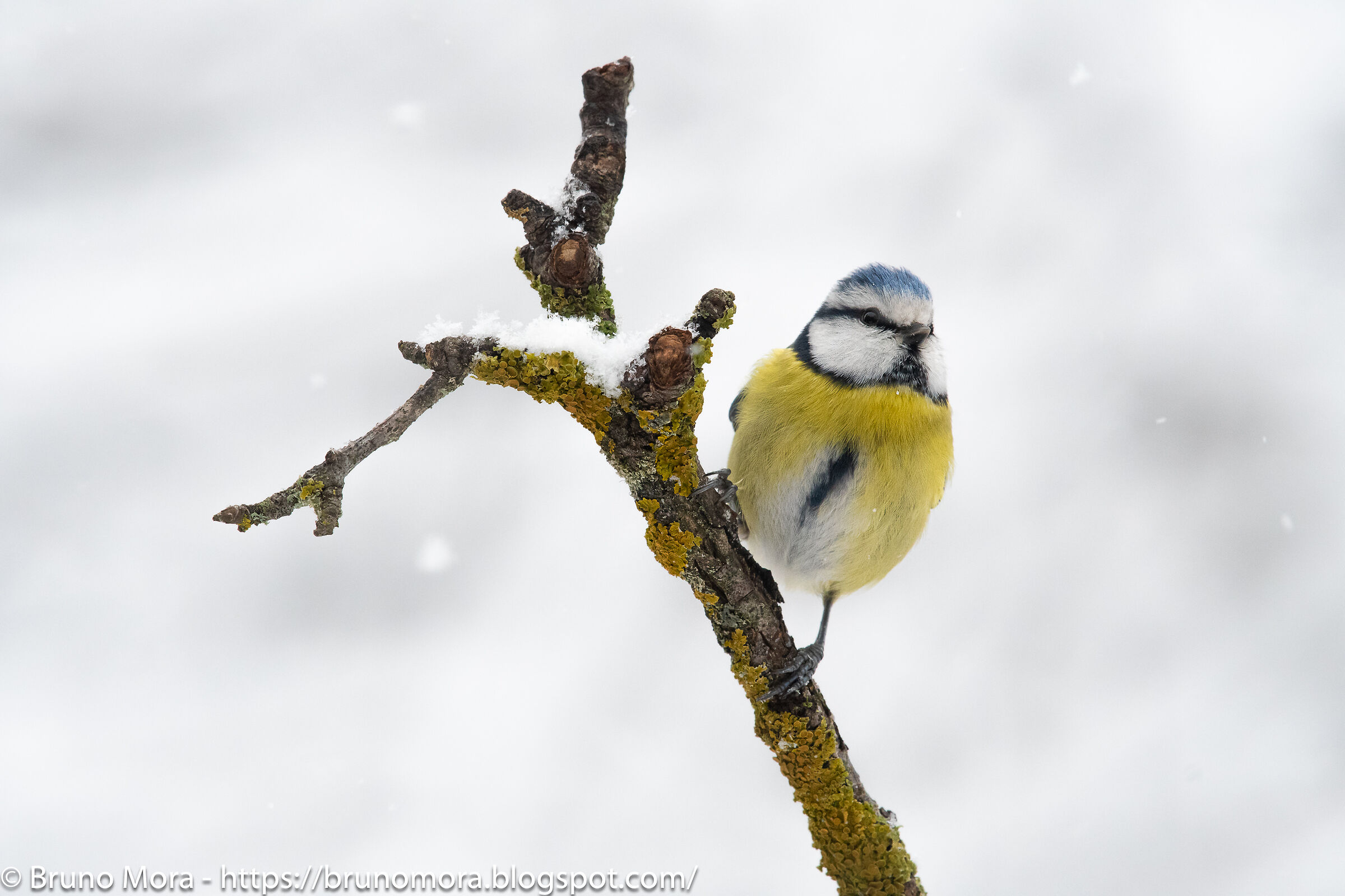 Cinciarella sotto la nevicata