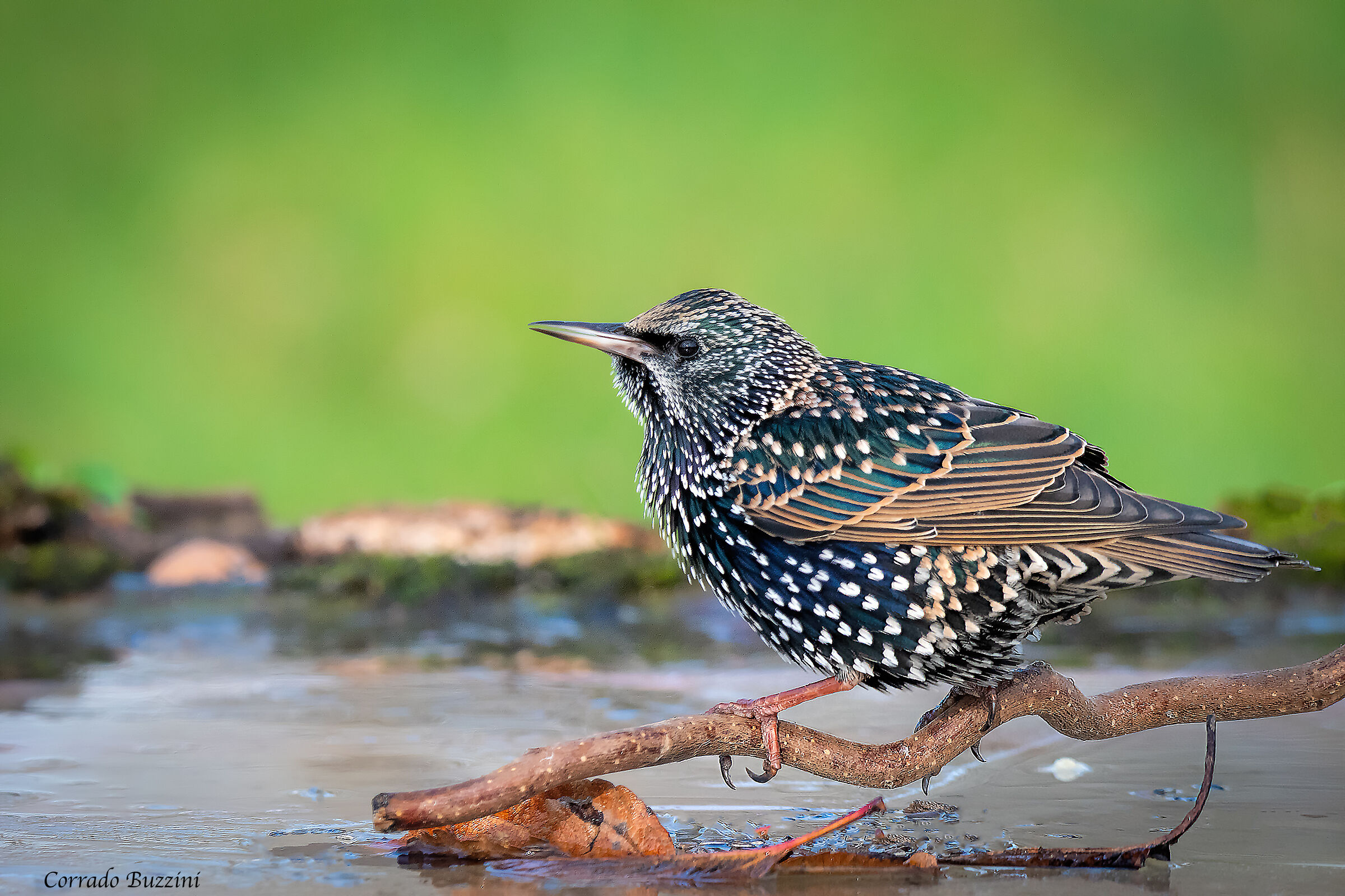 #capannodicora Storno