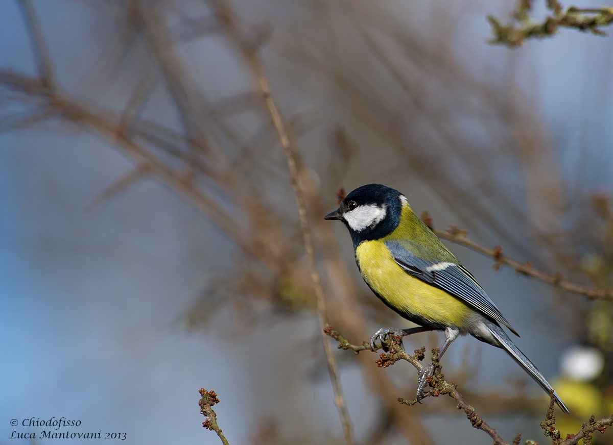 Great Tit