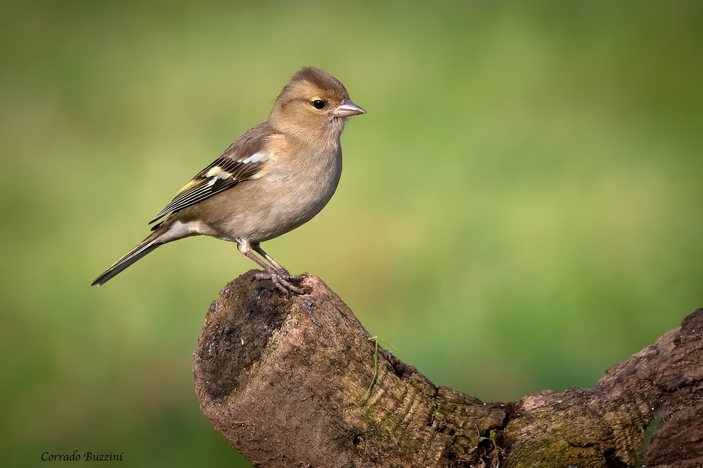 #capannodicora Finch