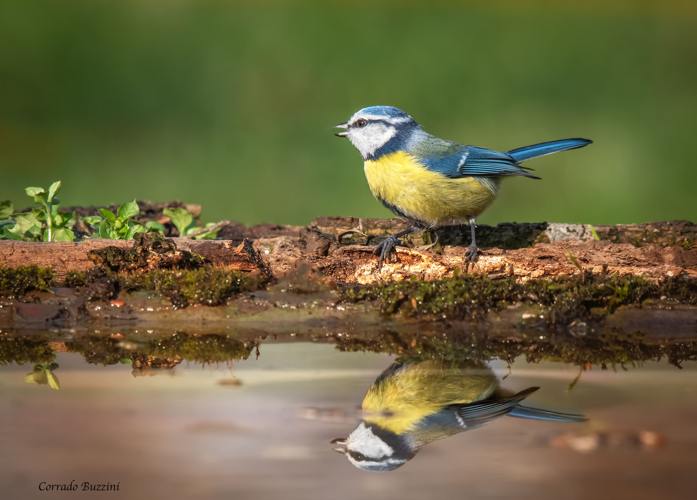 #capannodicora Cinciaarella