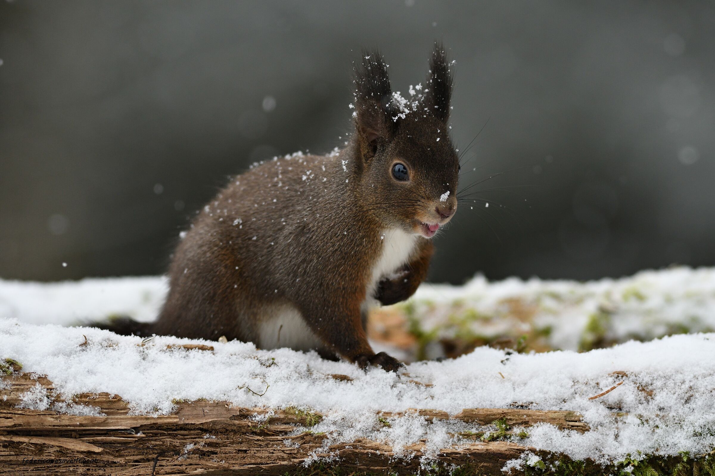 Scoiattolo sotto la neve