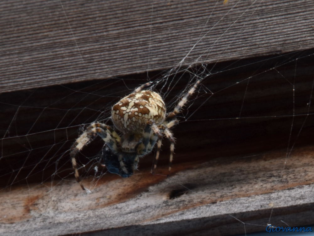 Nella tela del Ragno