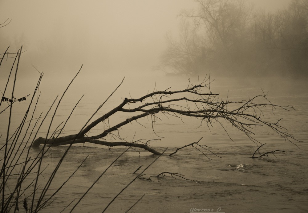 La resistenza dell'albero