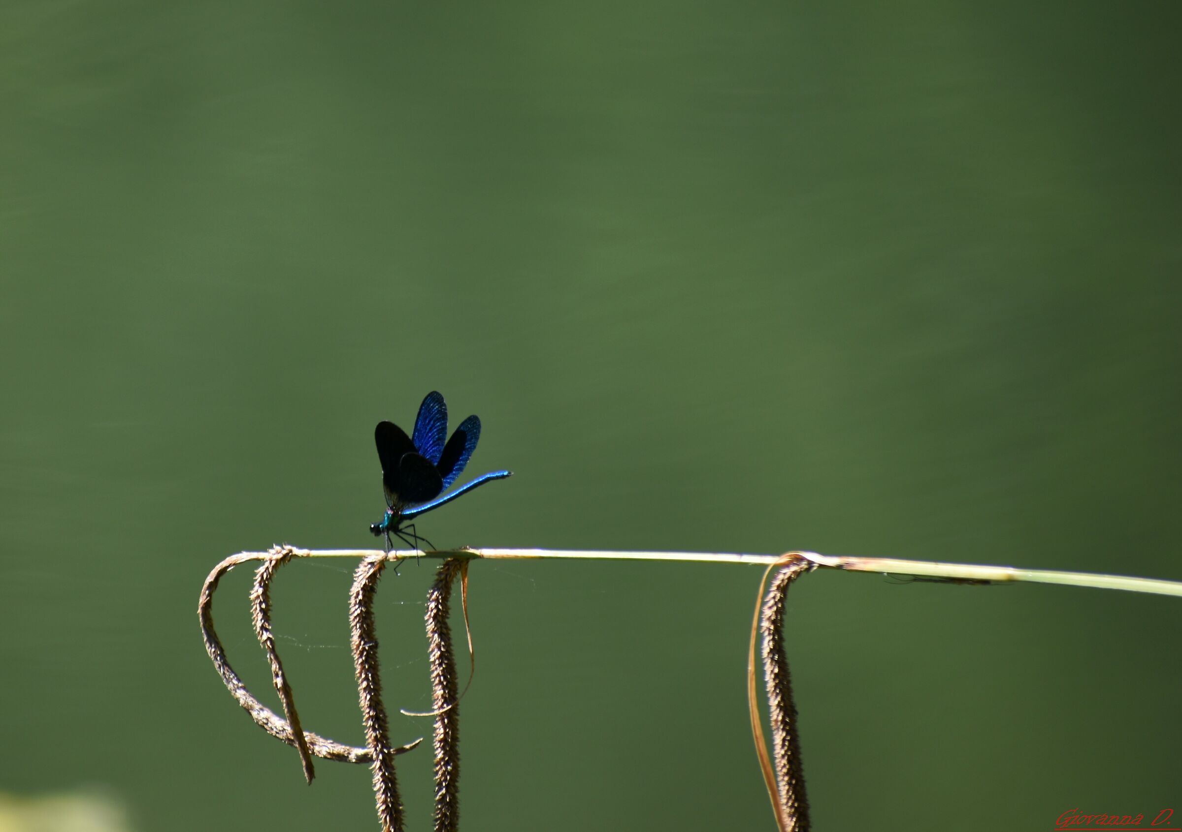 Libellula Blu