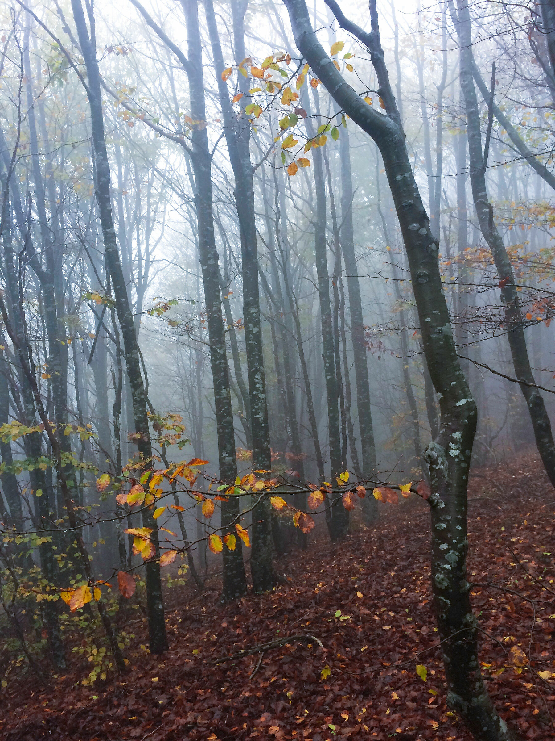 Faggeta to thin the mist 1