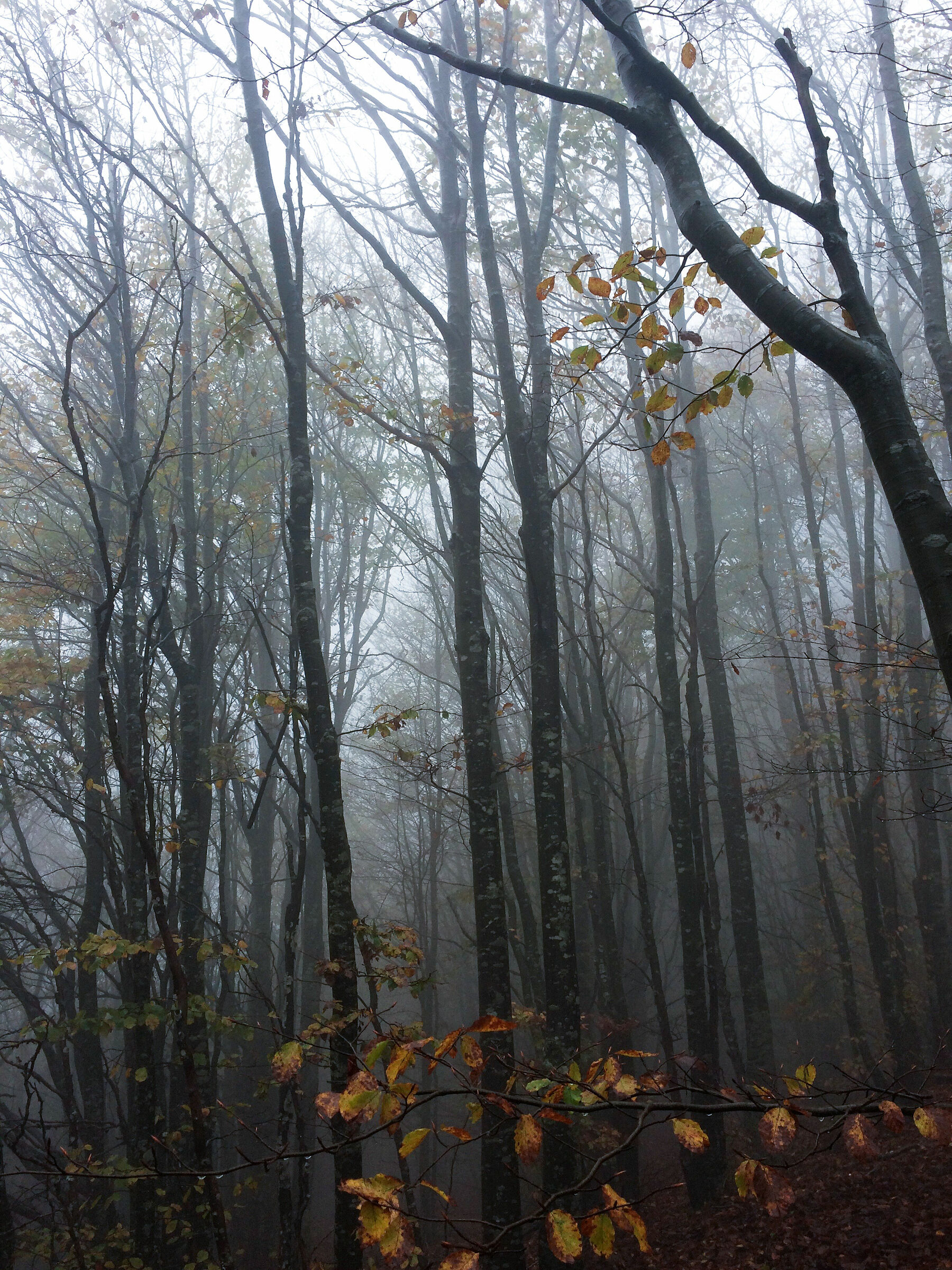 Faggeta to the thin of the fog 2