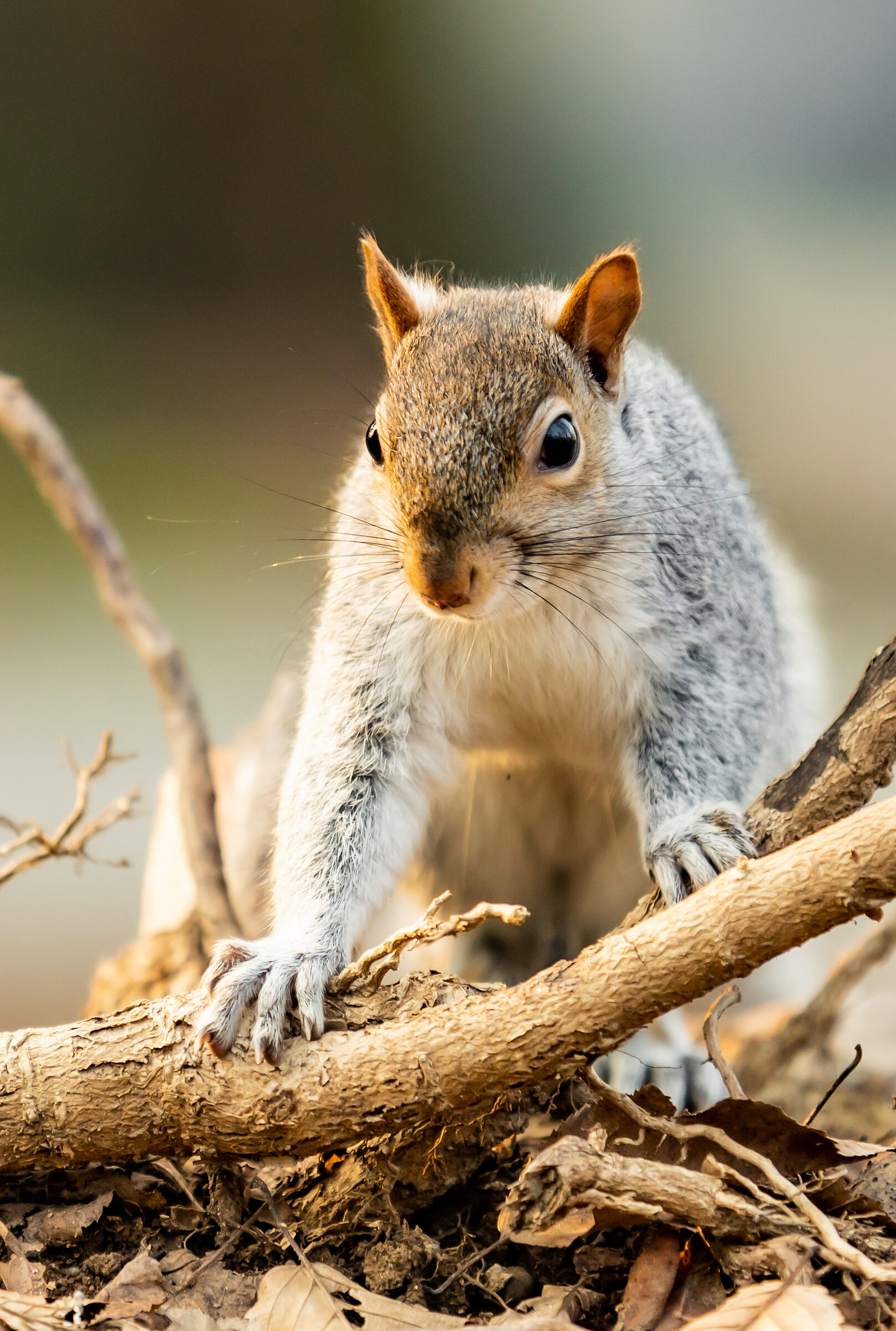 Grey squirrel