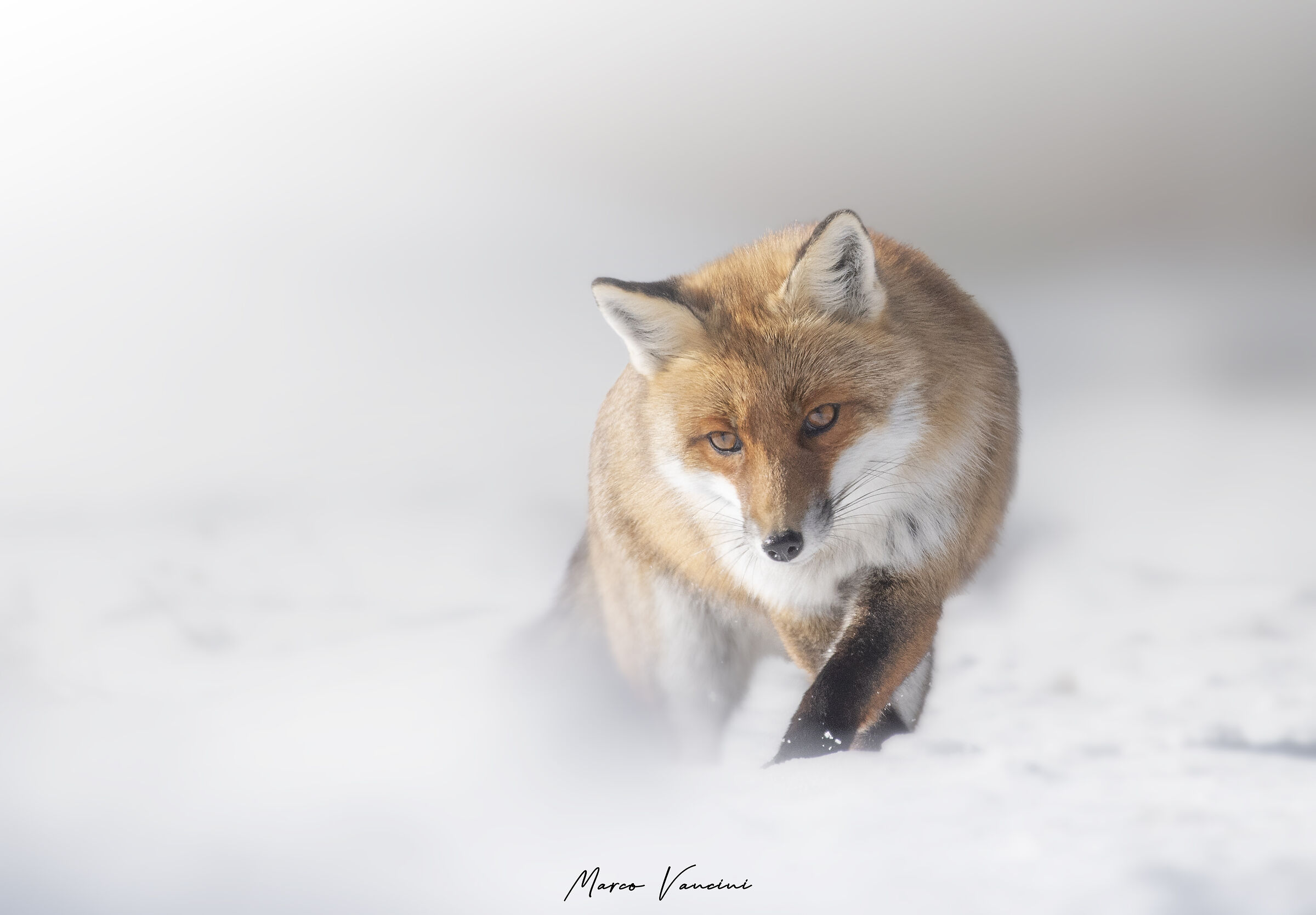 the fox and the snow