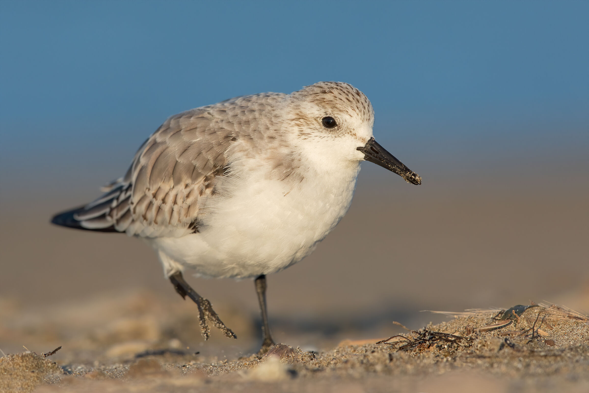 Rainpiello tridactylo