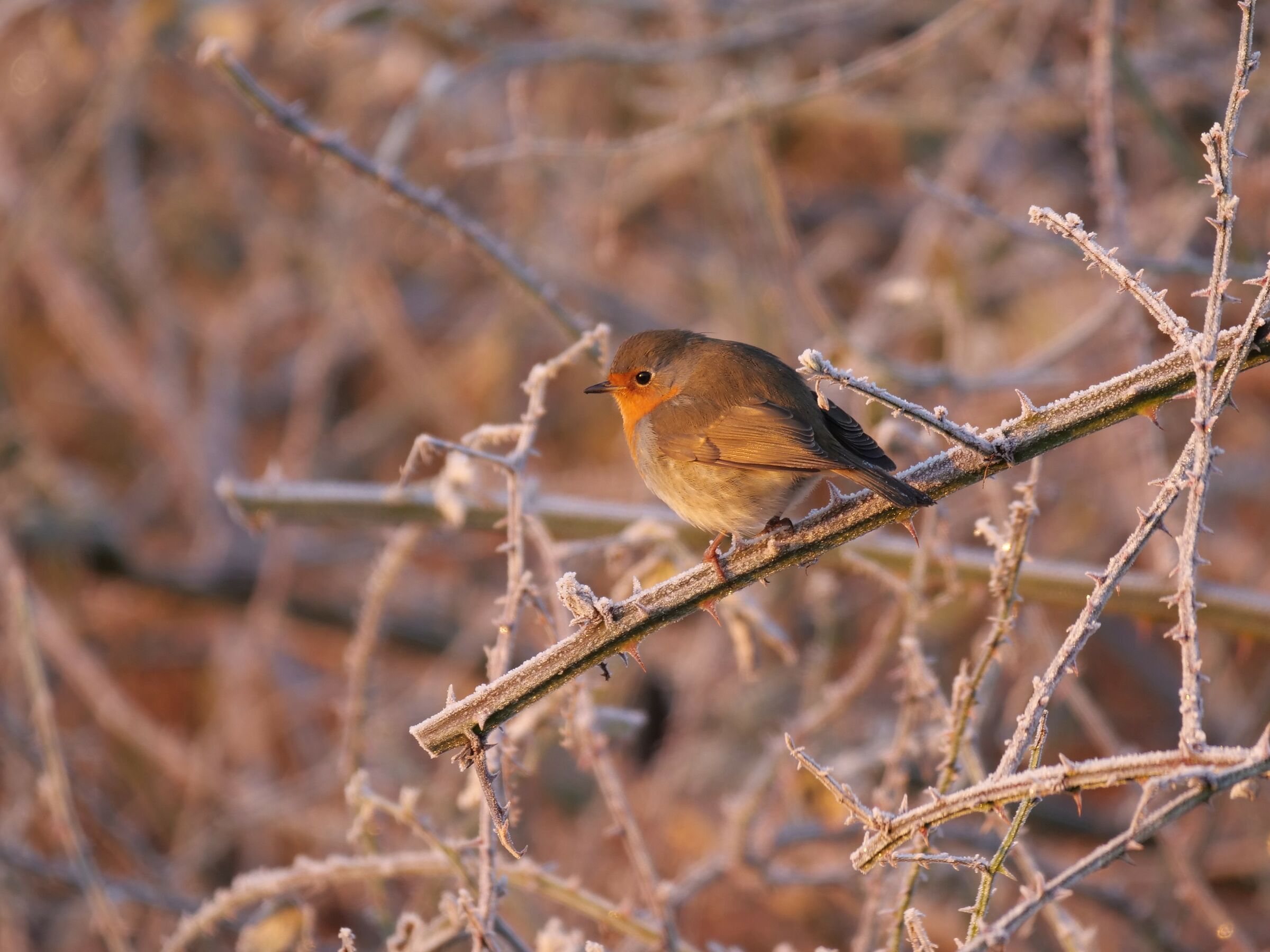 Pettirosso (Erithacus rubecula)