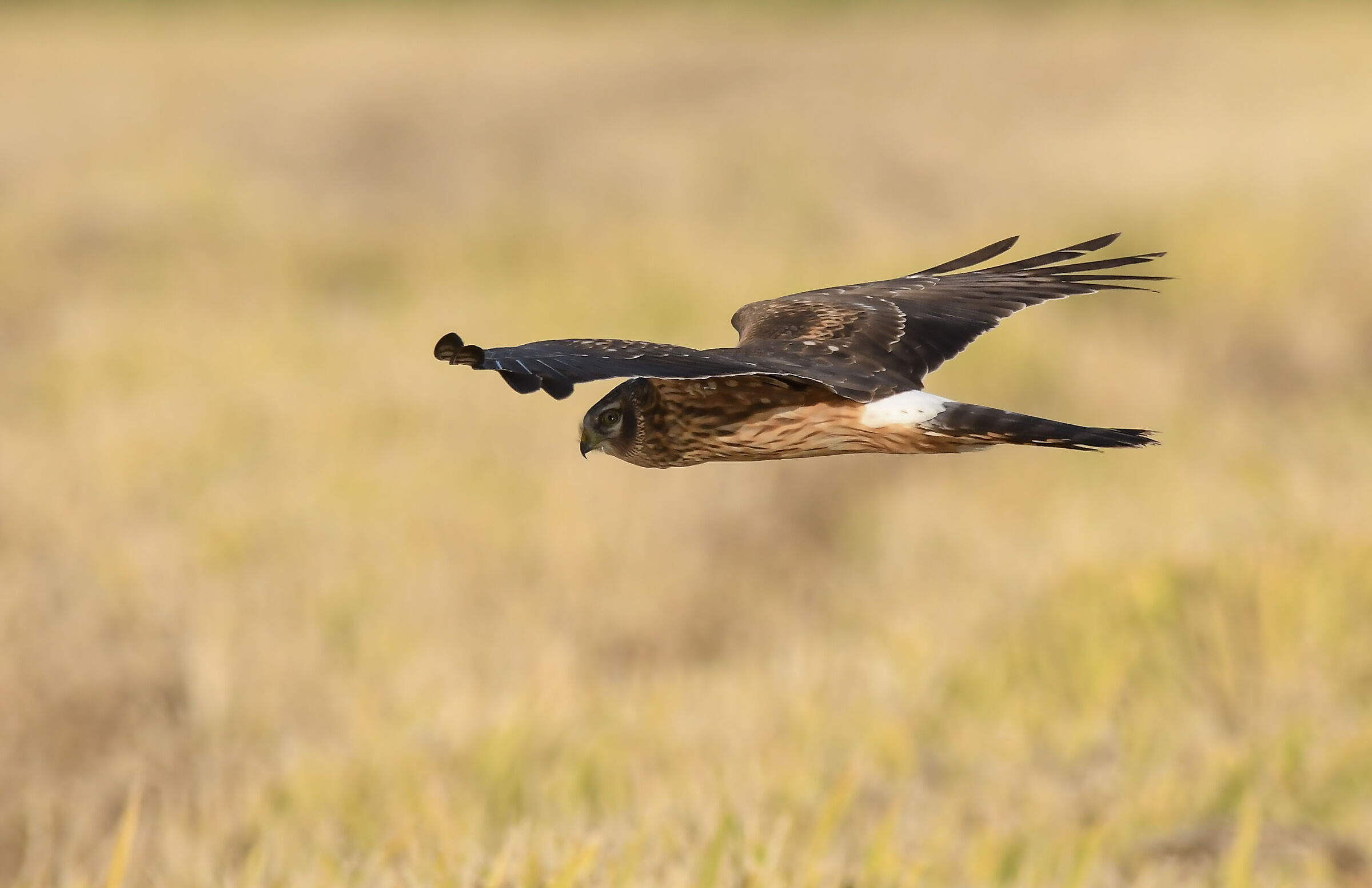 Hen in the largest female