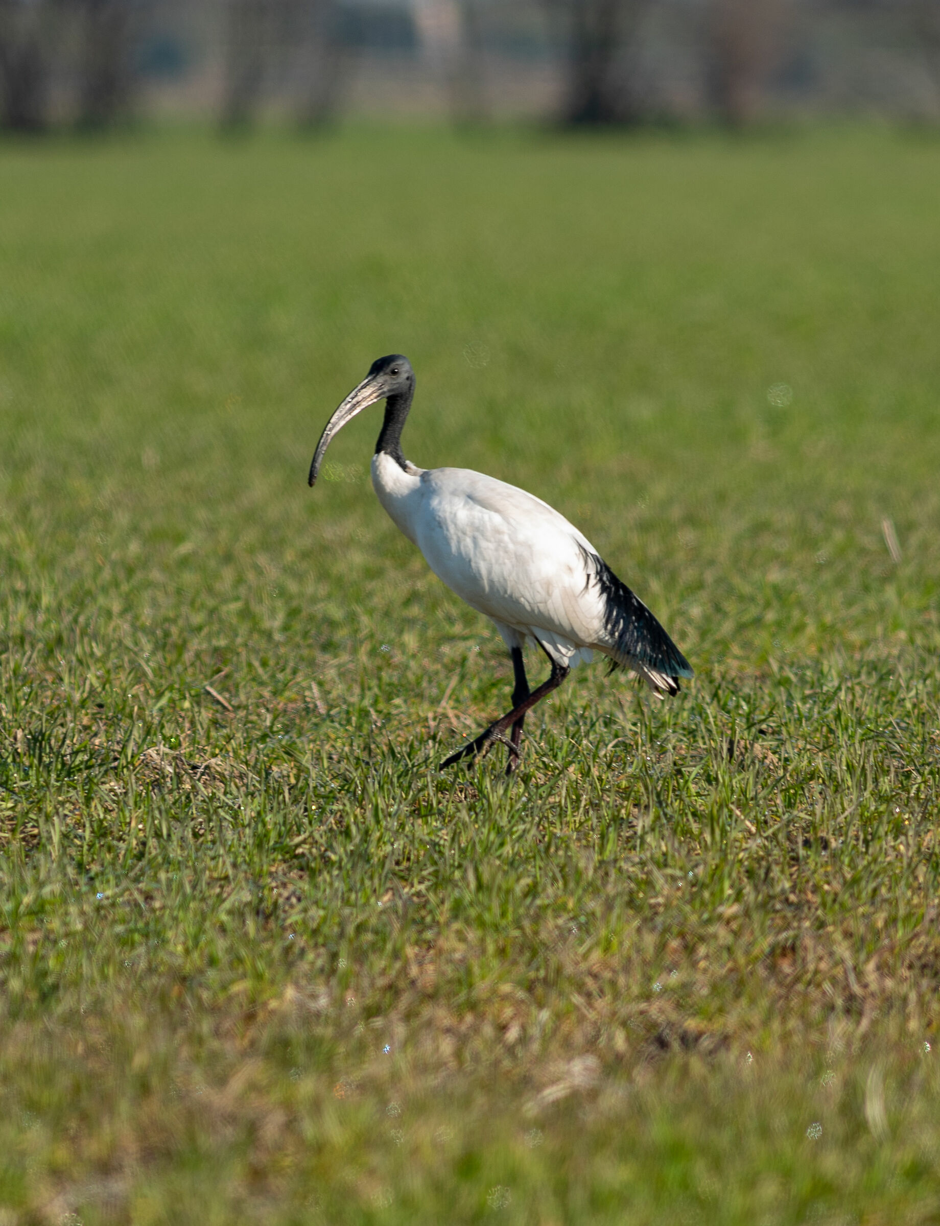 Ibis