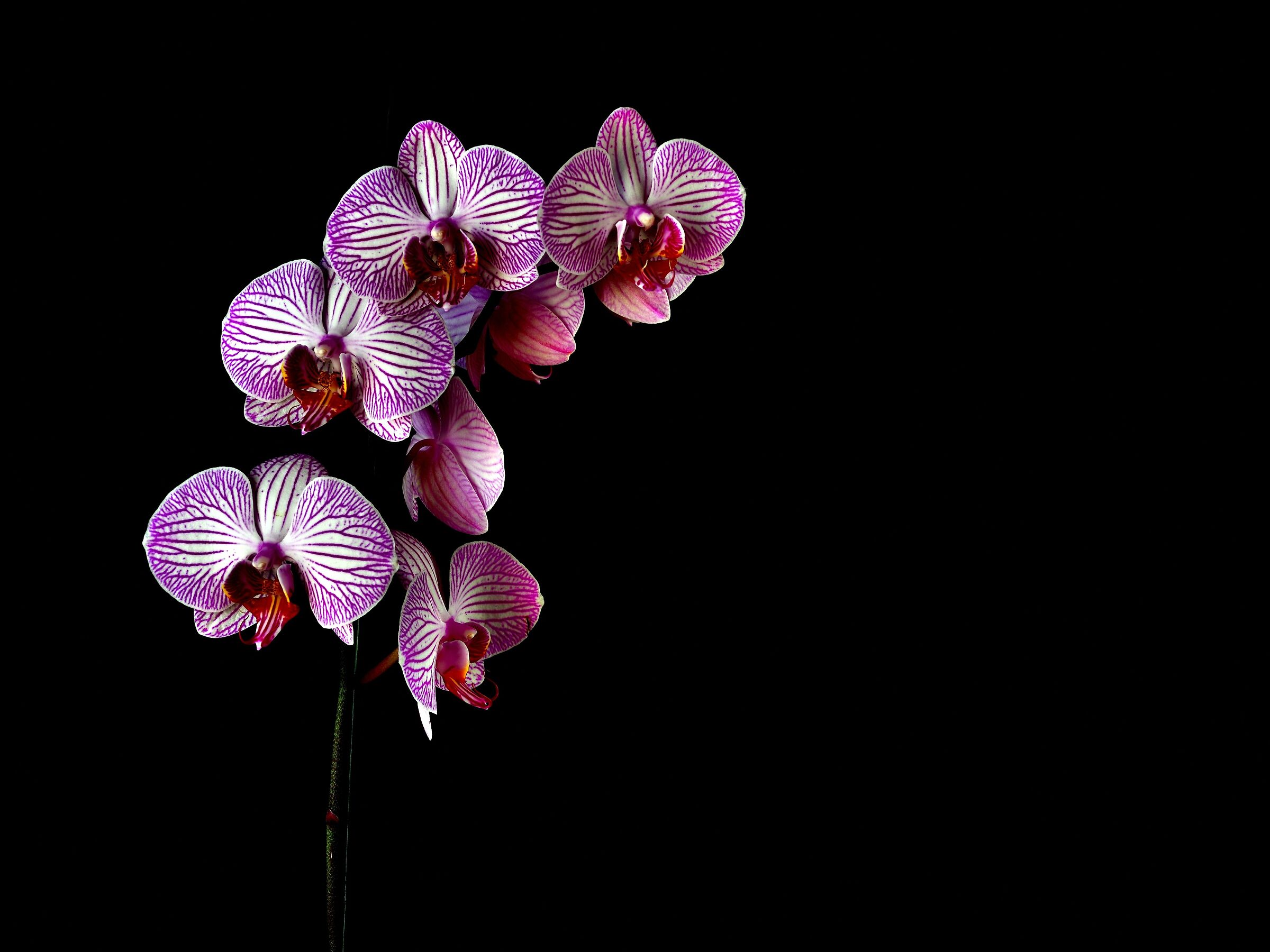 Quasi come farfalle!