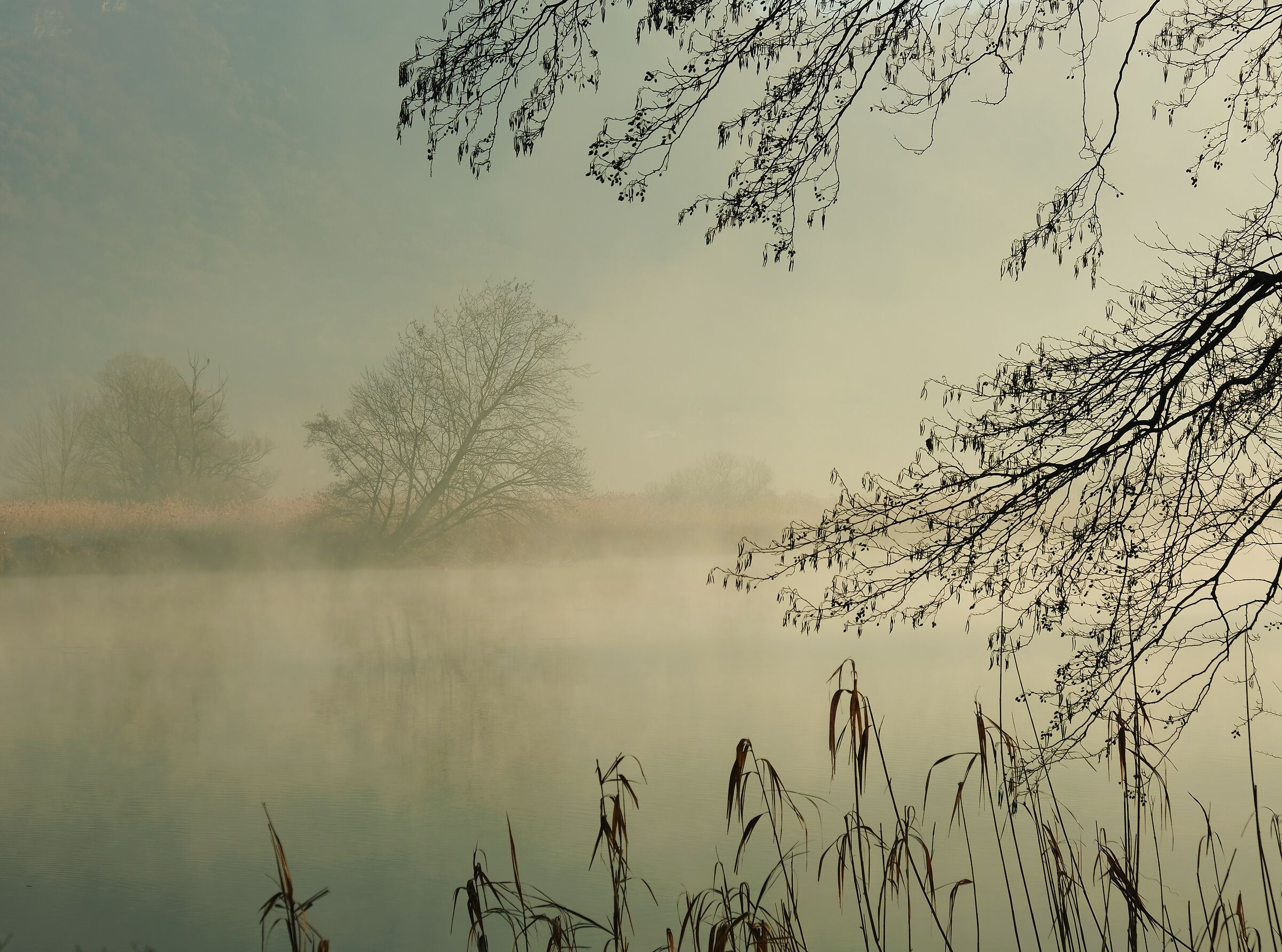 Albero nella foschia mattutina