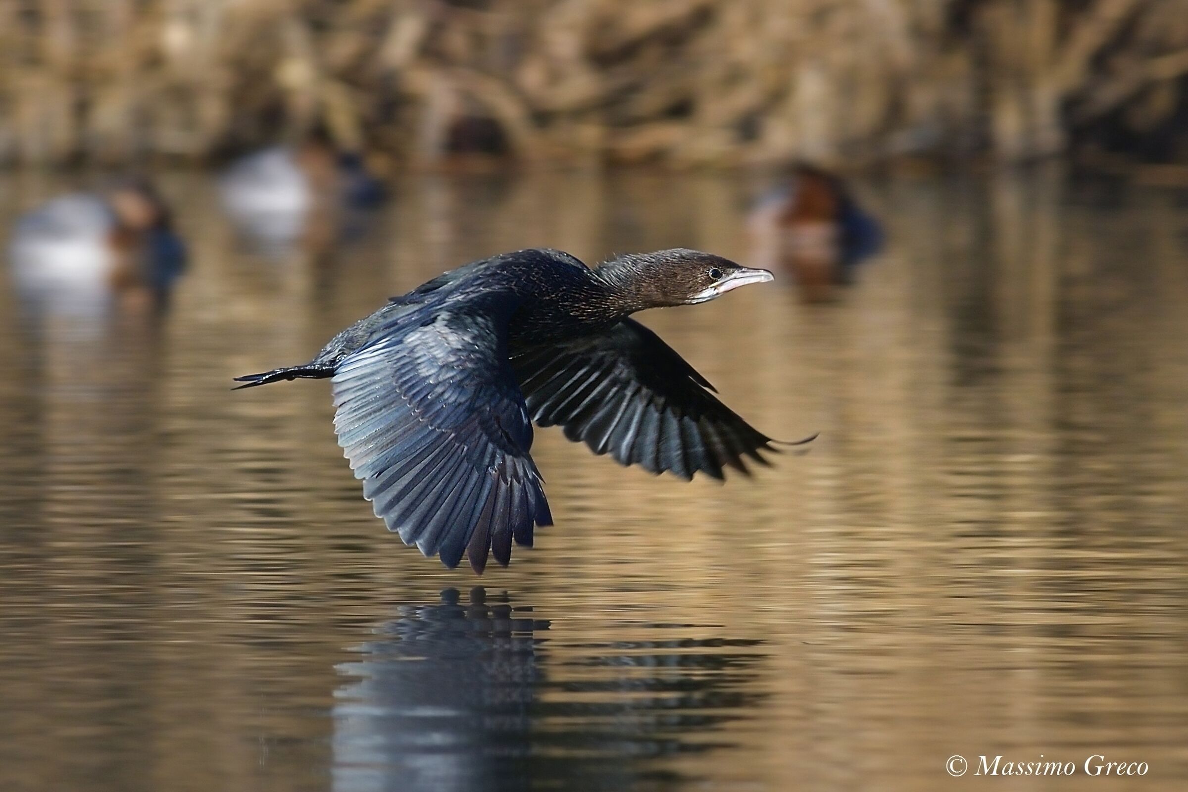 Minor Marangone (Microcarbo pygmeus)