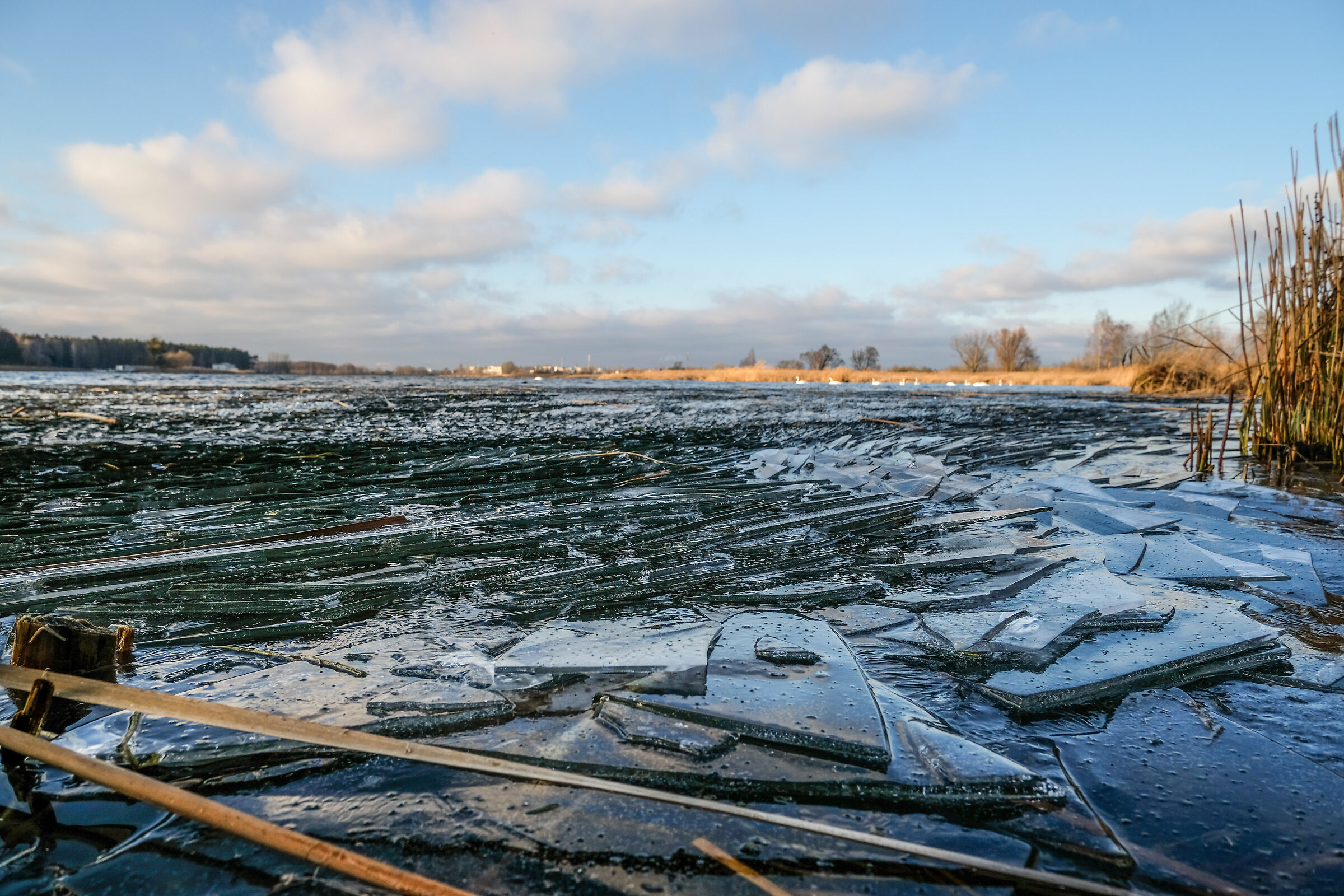 Frozen