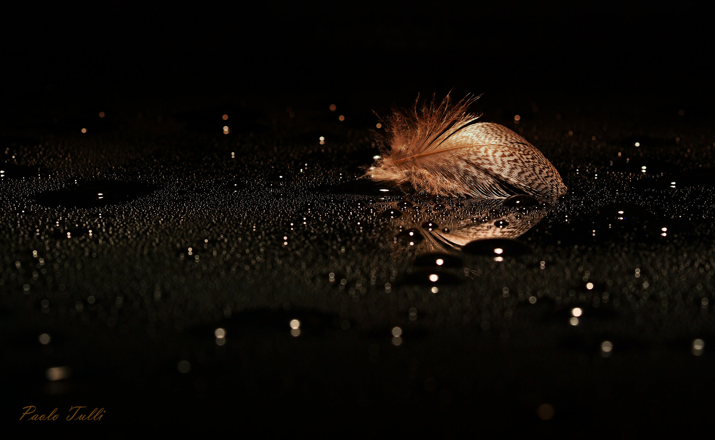 La magia di una piuma