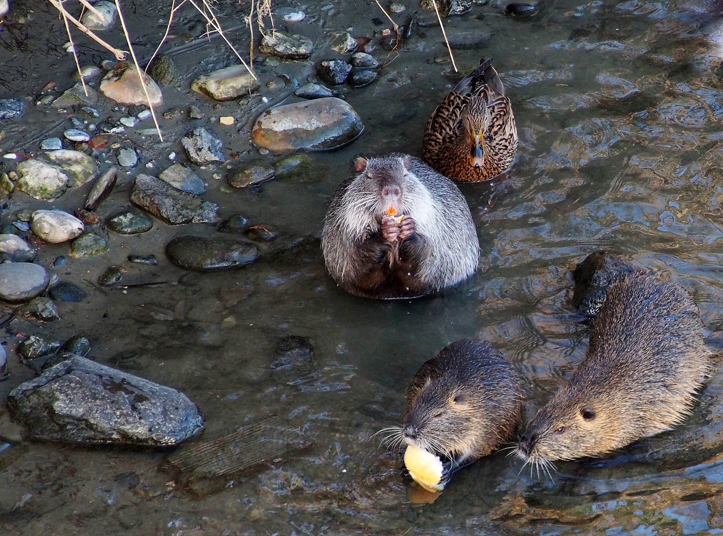 wrong company ..................