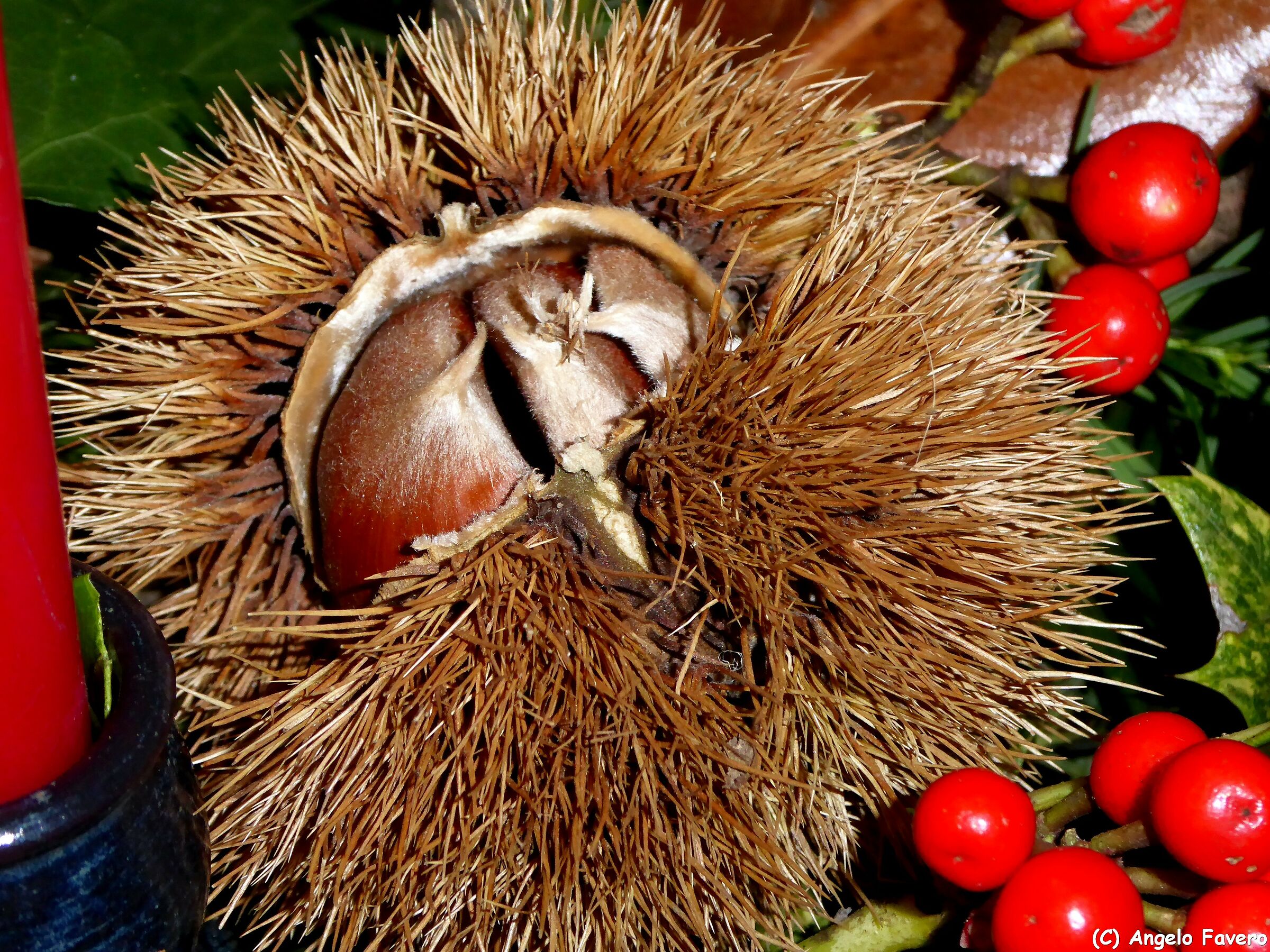 i frutti dell'autunno