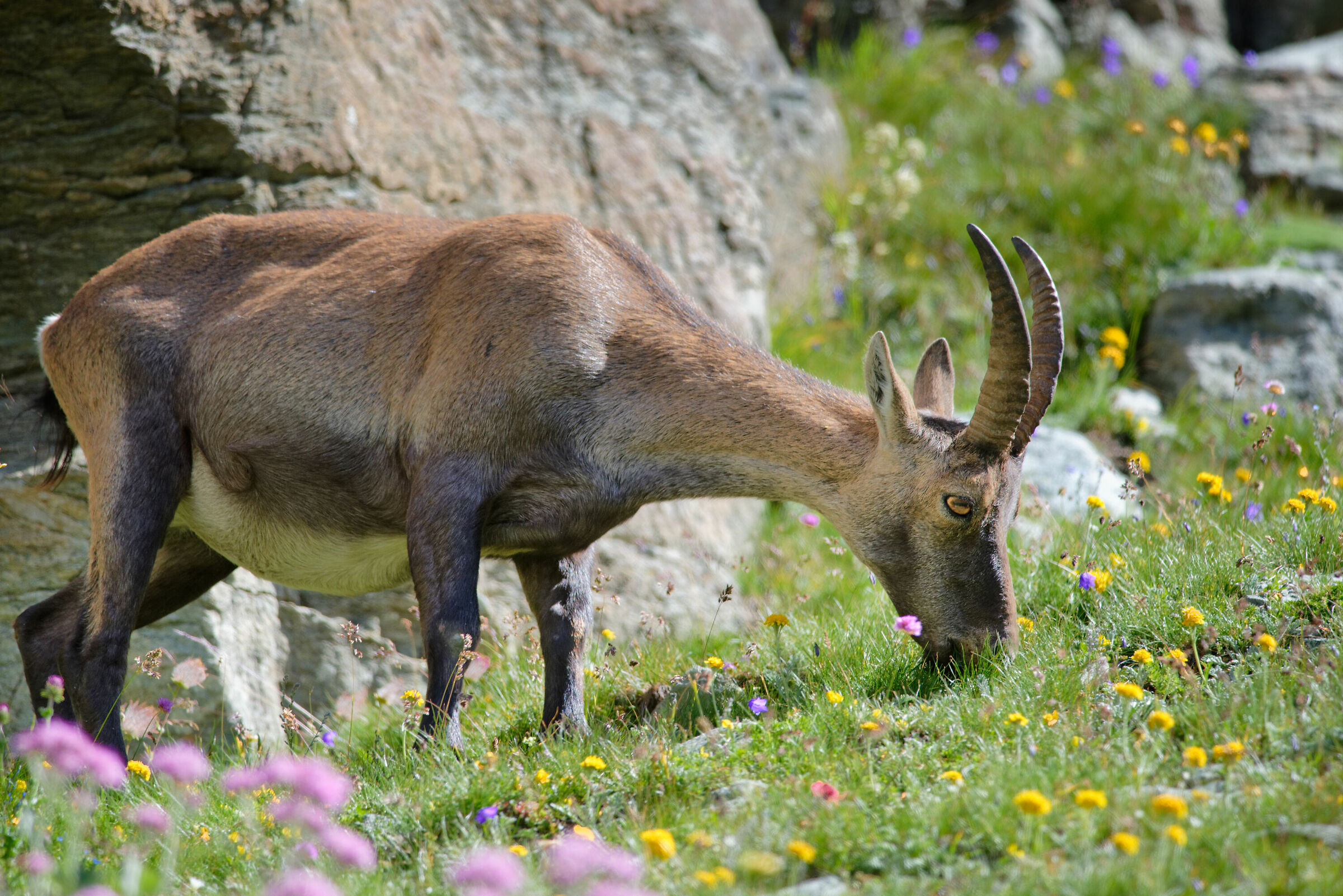 Ibex