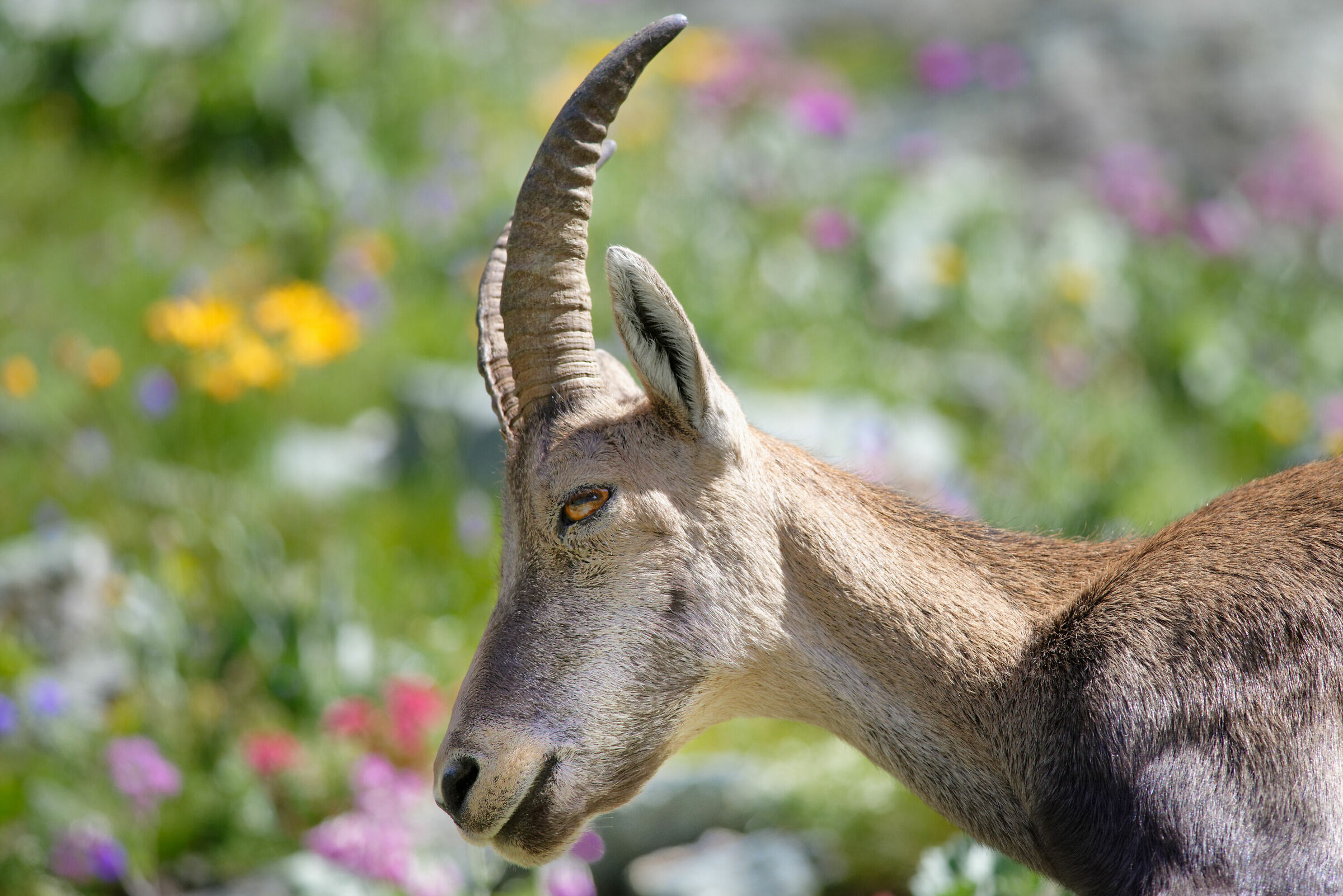 Ibex