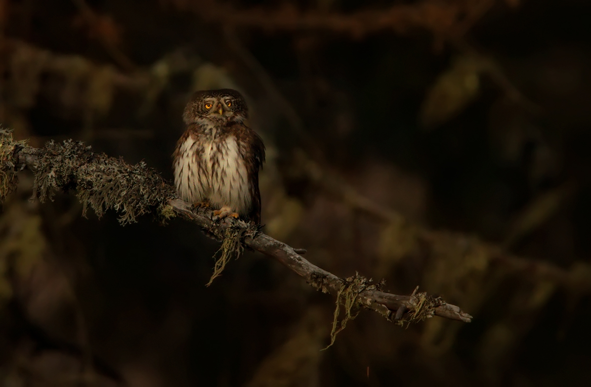 Civetta nana all'imbrunire