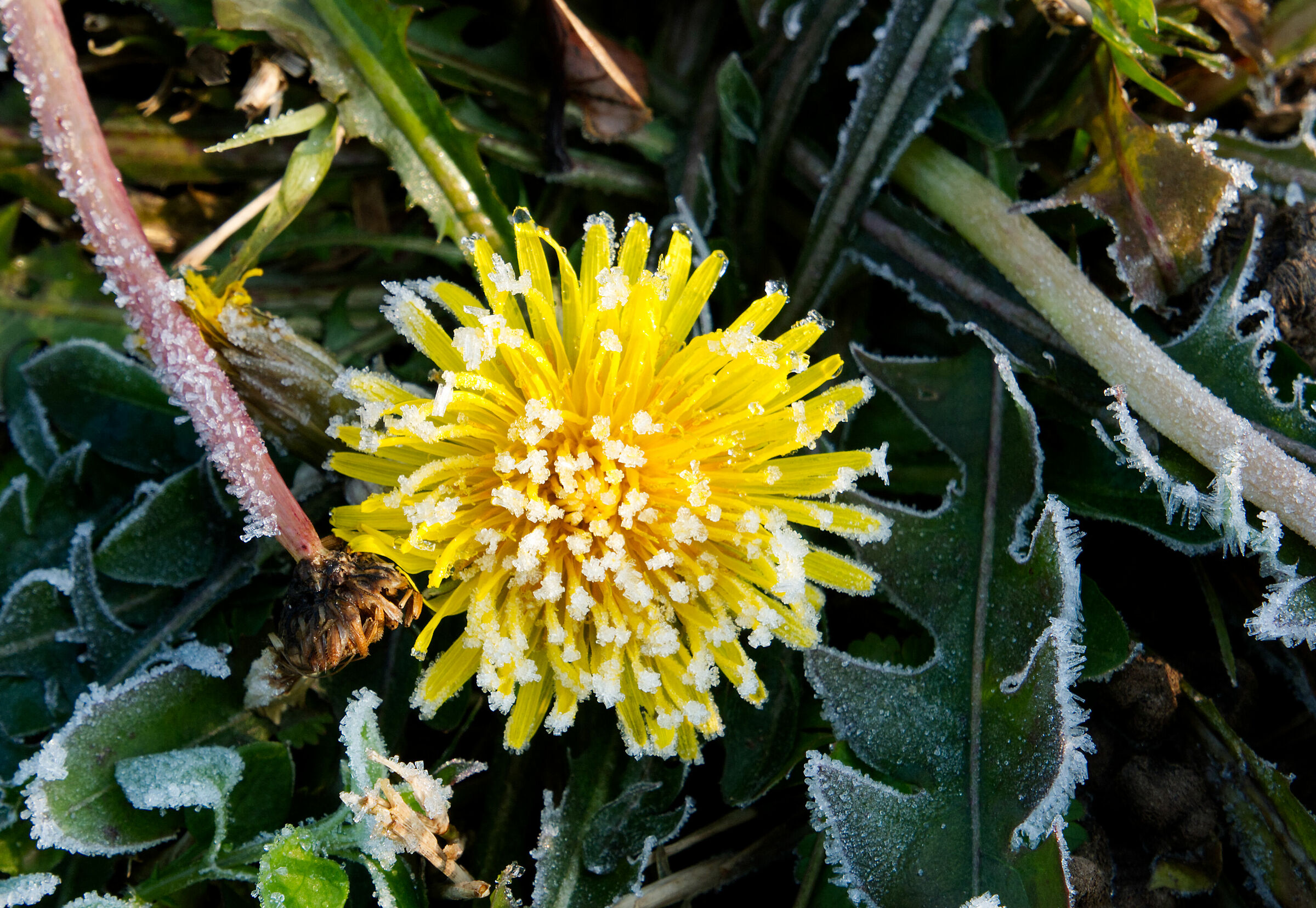 Il tarassaco congelato