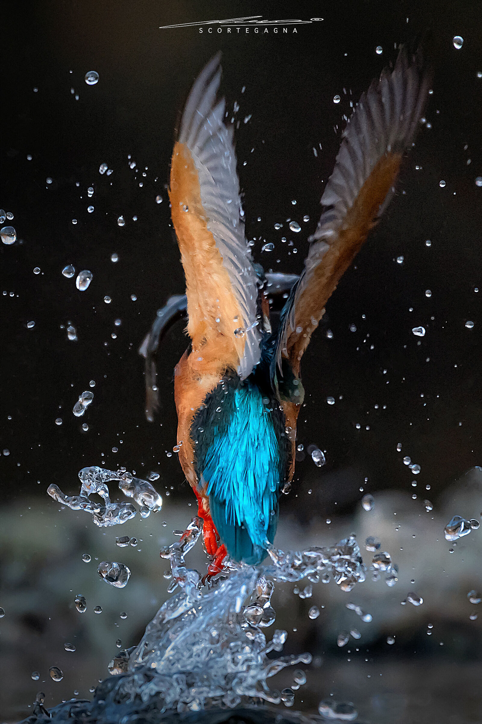 Kingfisher