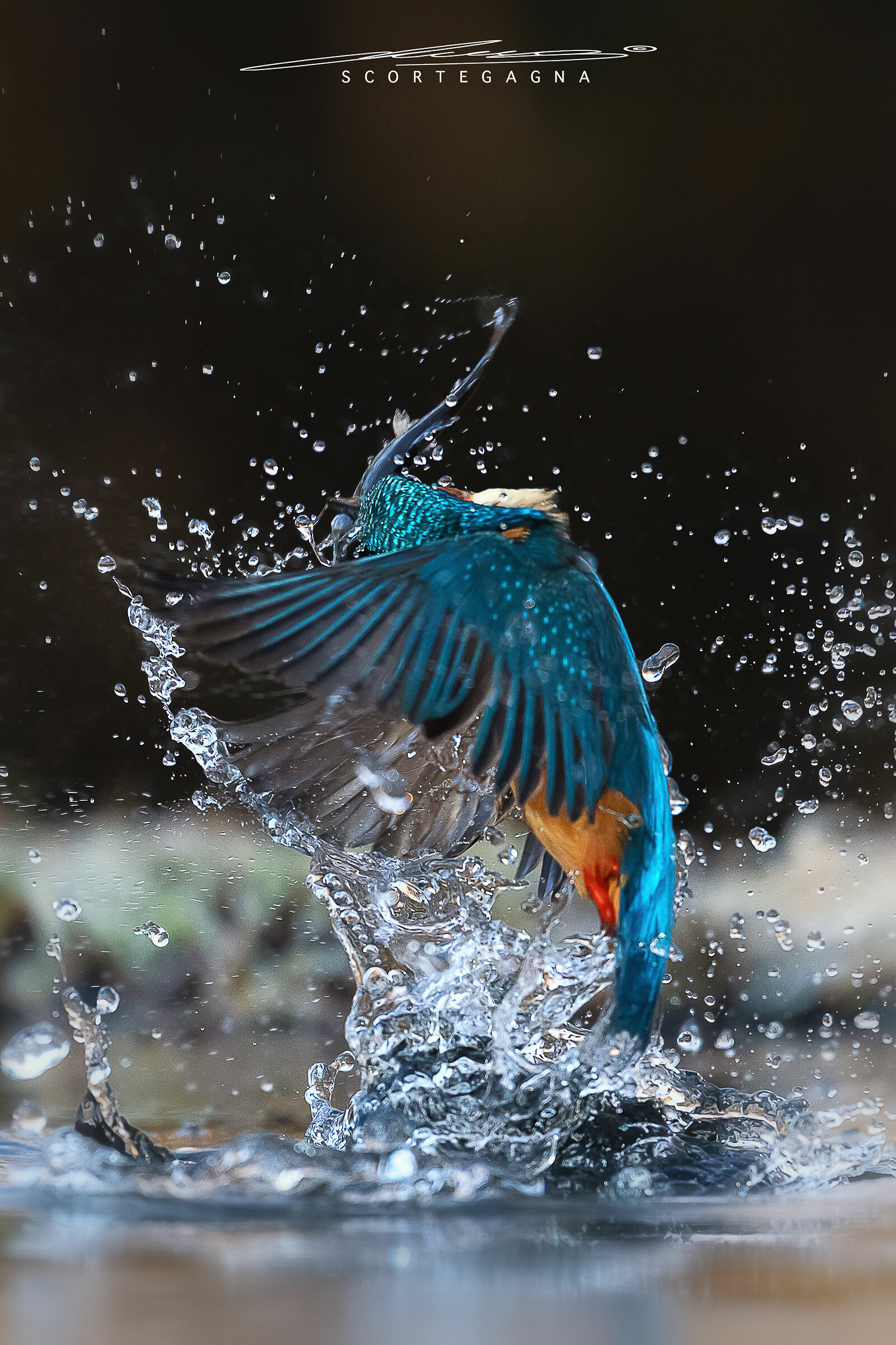 Kingfisher